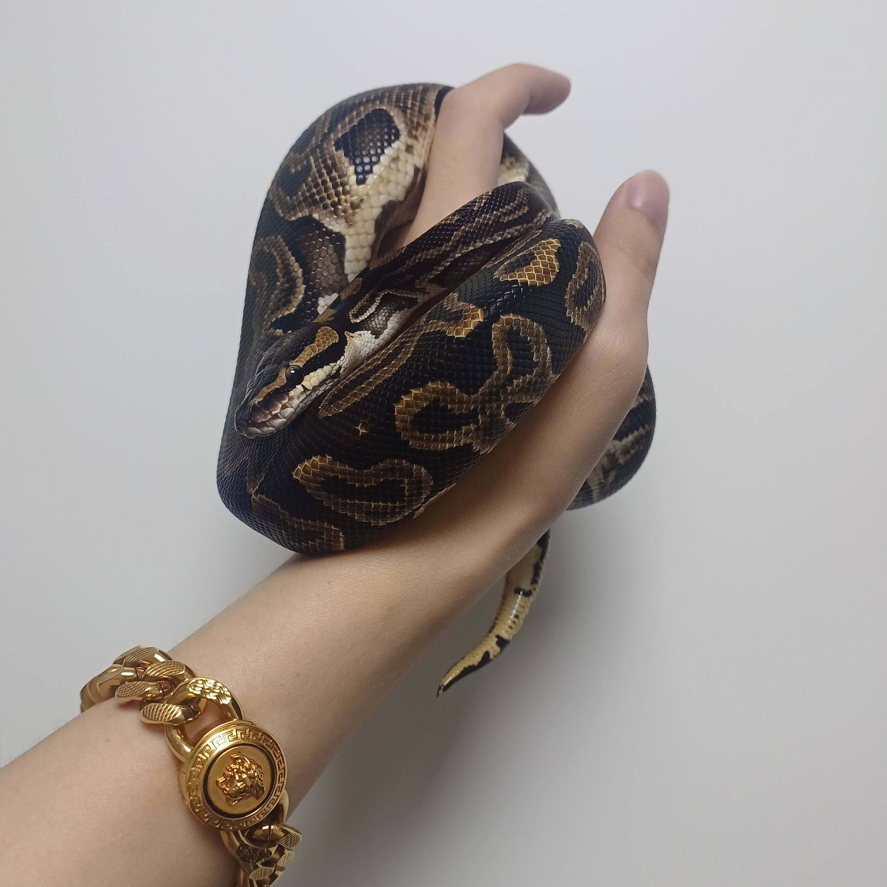 Versace Medusa Chain Bracelet Tribute Gold 착용 스타일