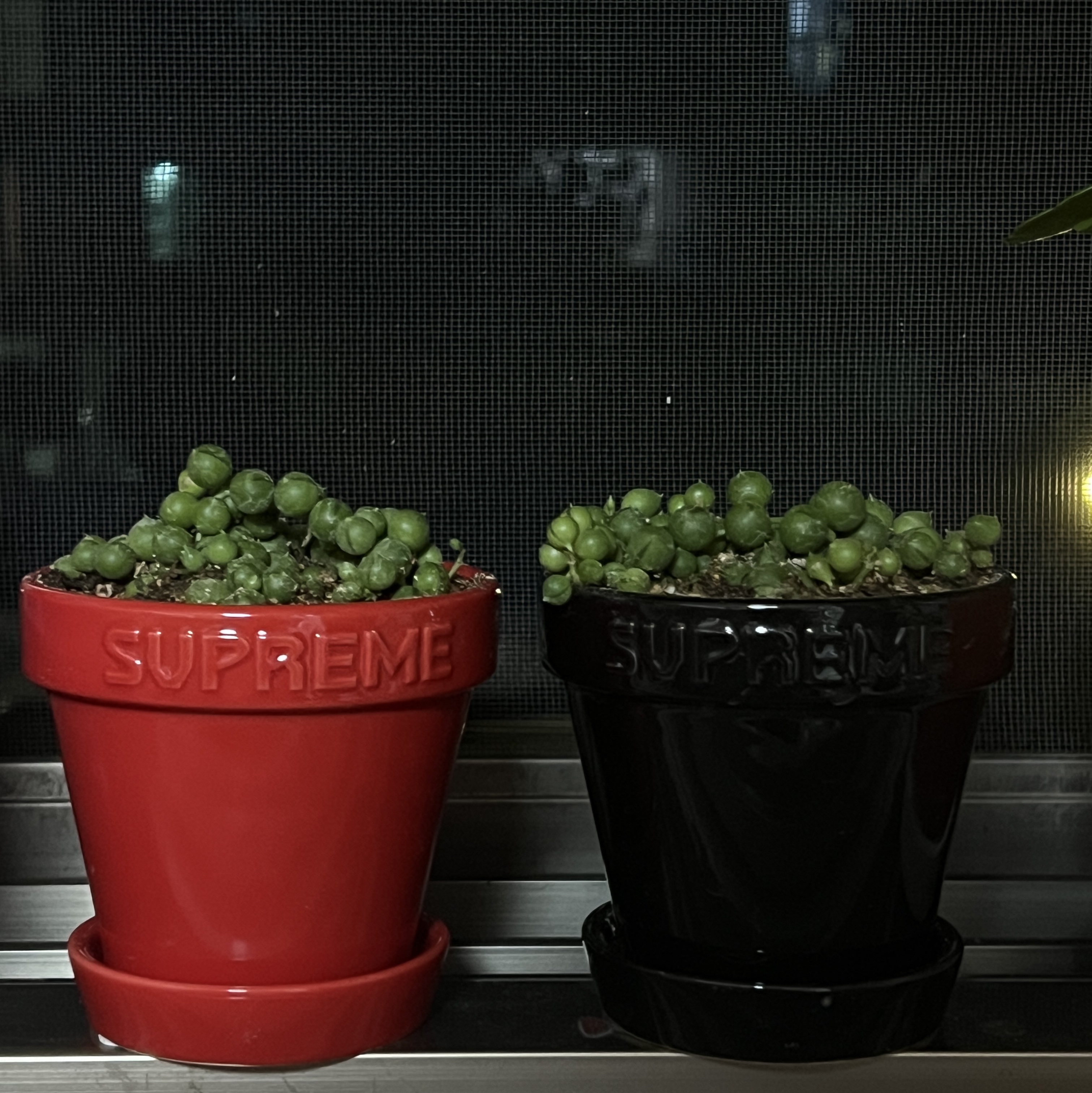 Supreme Mini Planters Multicolor (Set of 3) - 25SS 착용 스타일