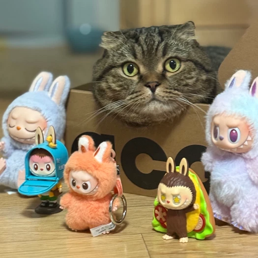 스타일 카드