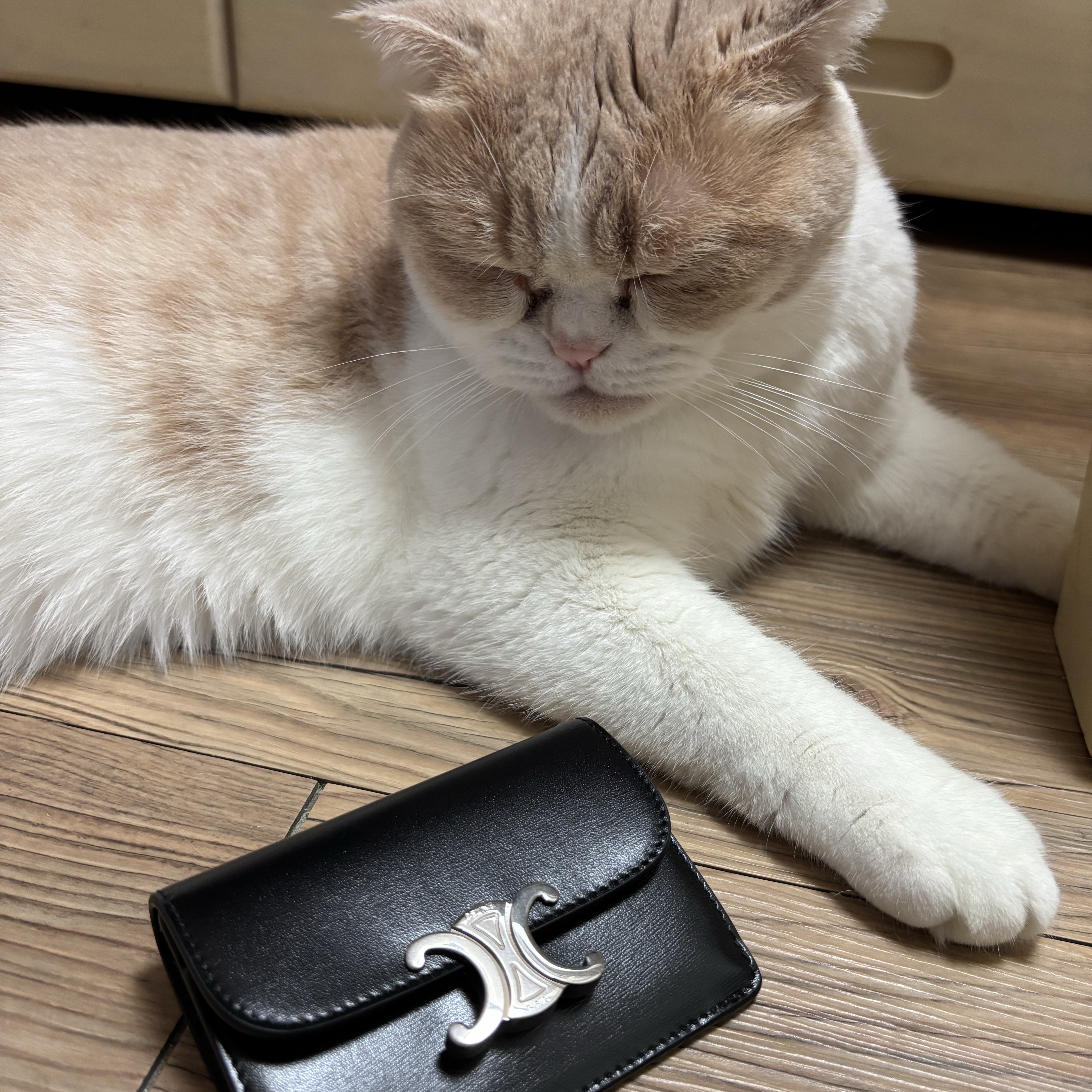 Celine Card Holder with Flap Triomphe in Shiny Calfskin Black 착용 스타일