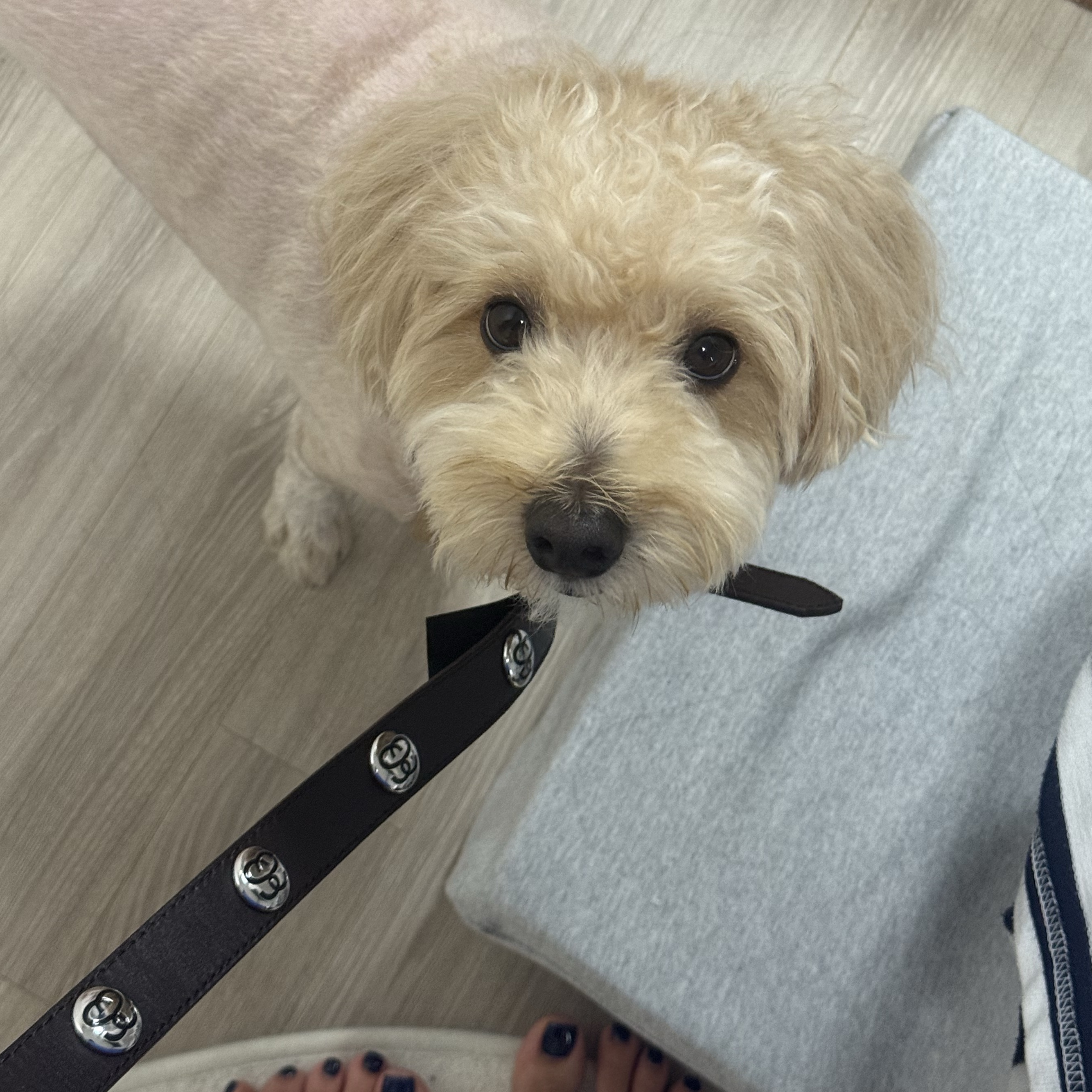 Stussy Studded Dog Leash Brown, Stussy Studded Dog Collar Brown 착용 스타일 - 2