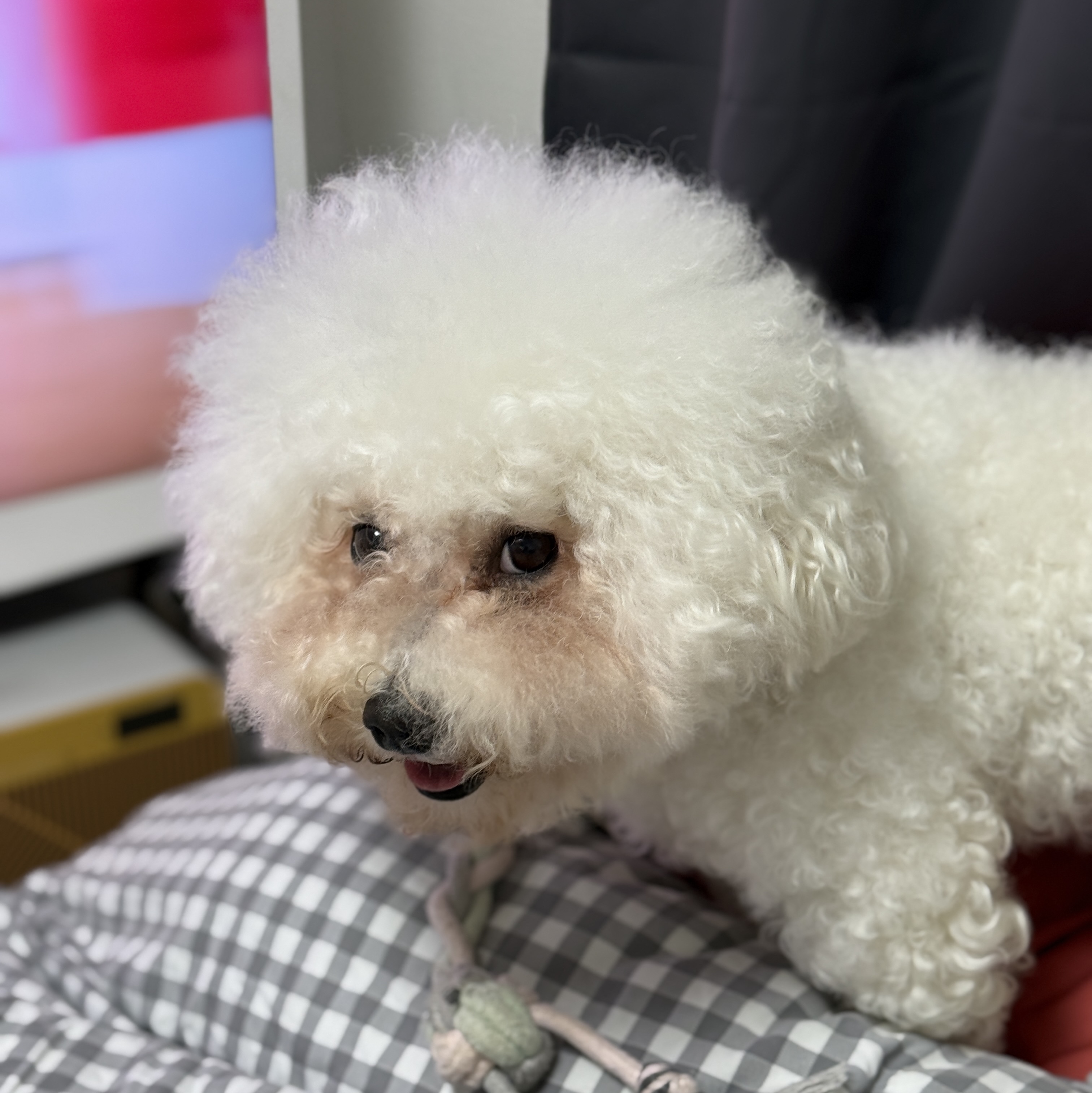 너구리님의 스타일
