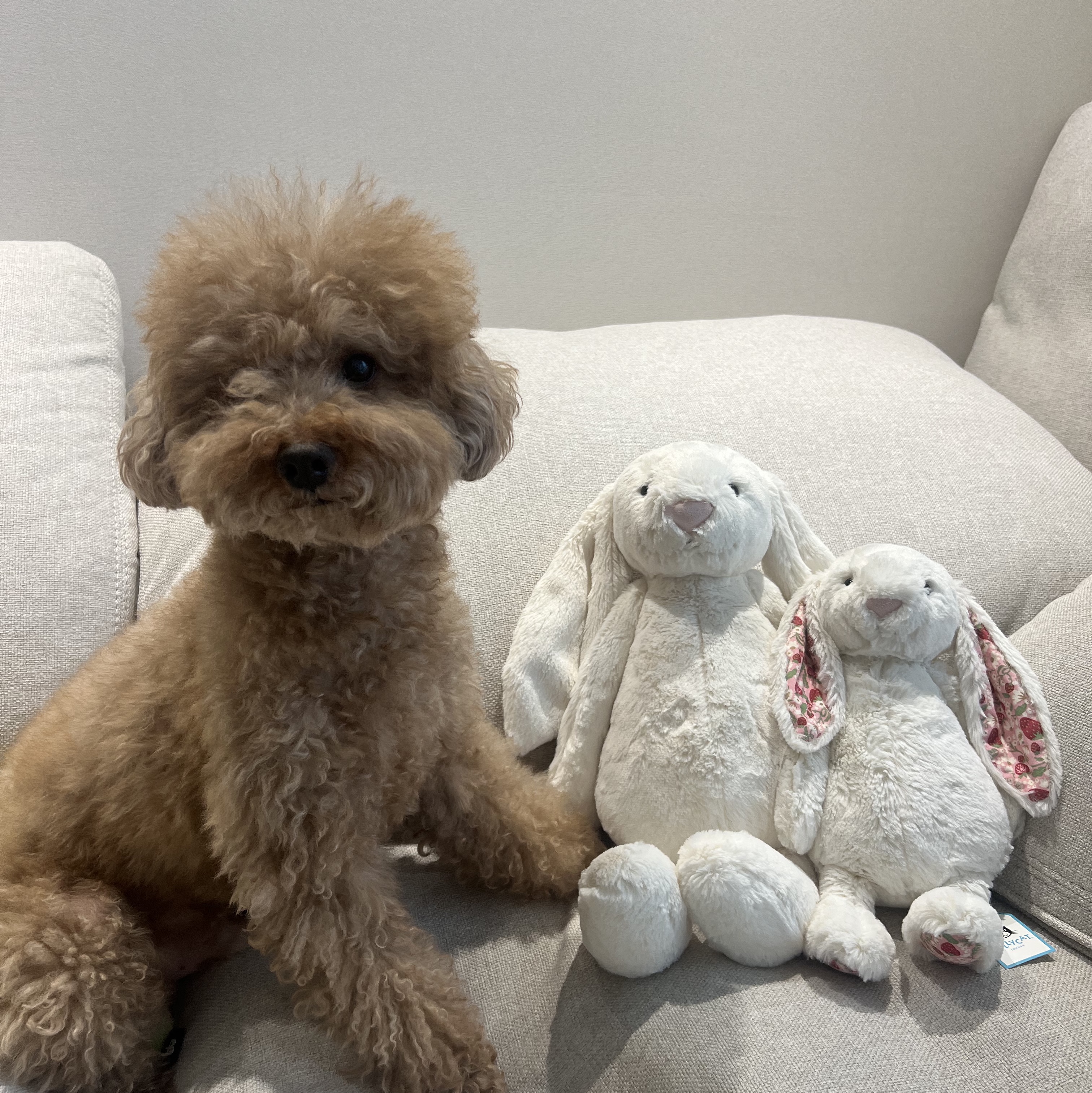Jellycat Bashful Bunny Large Cream 착용 스타일