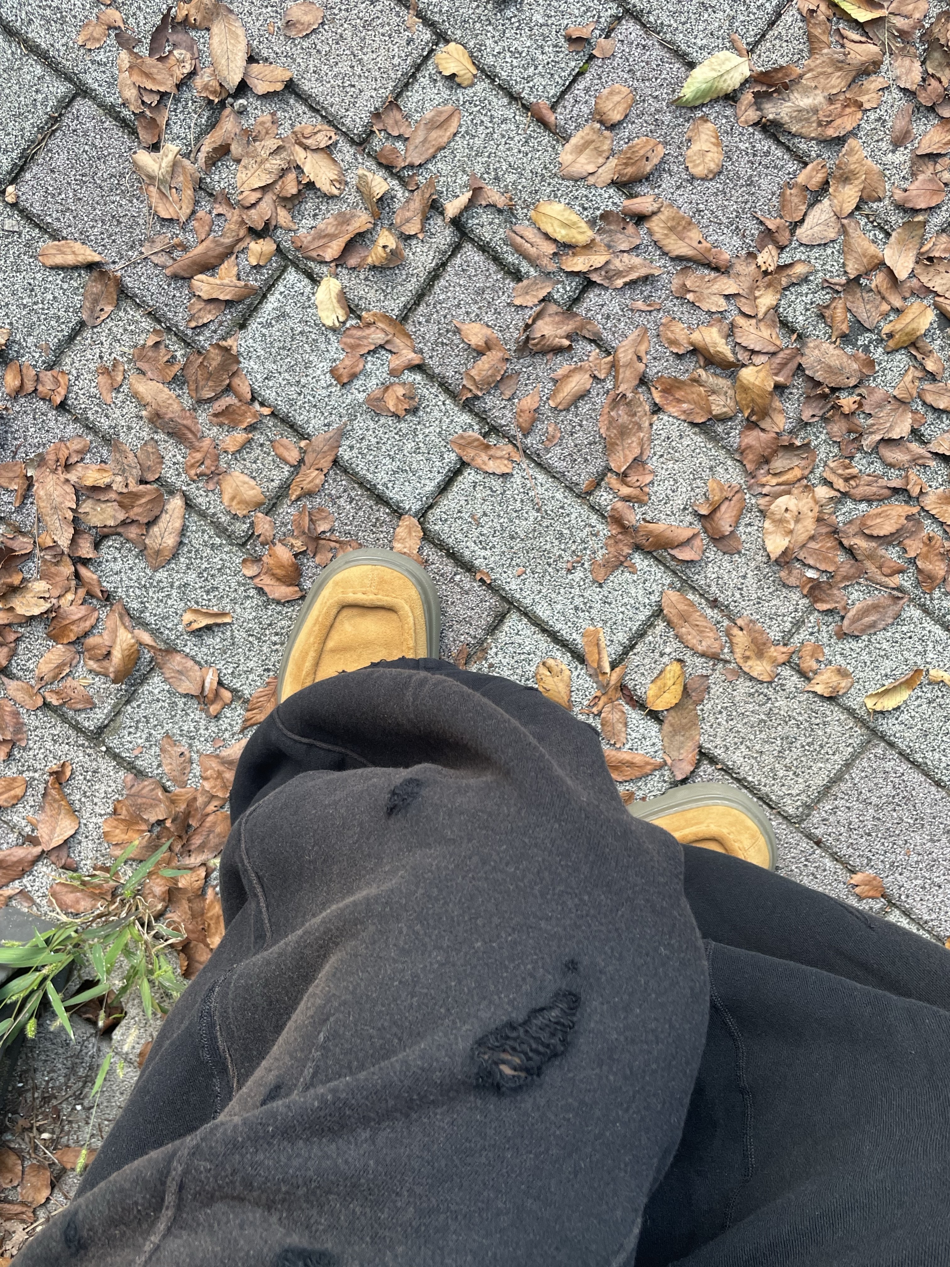 Burberry Suede Creeper Shoes Brown, Needles Darts H.D. Sweat Pants French Terry Purple 착용 스타일 - 2