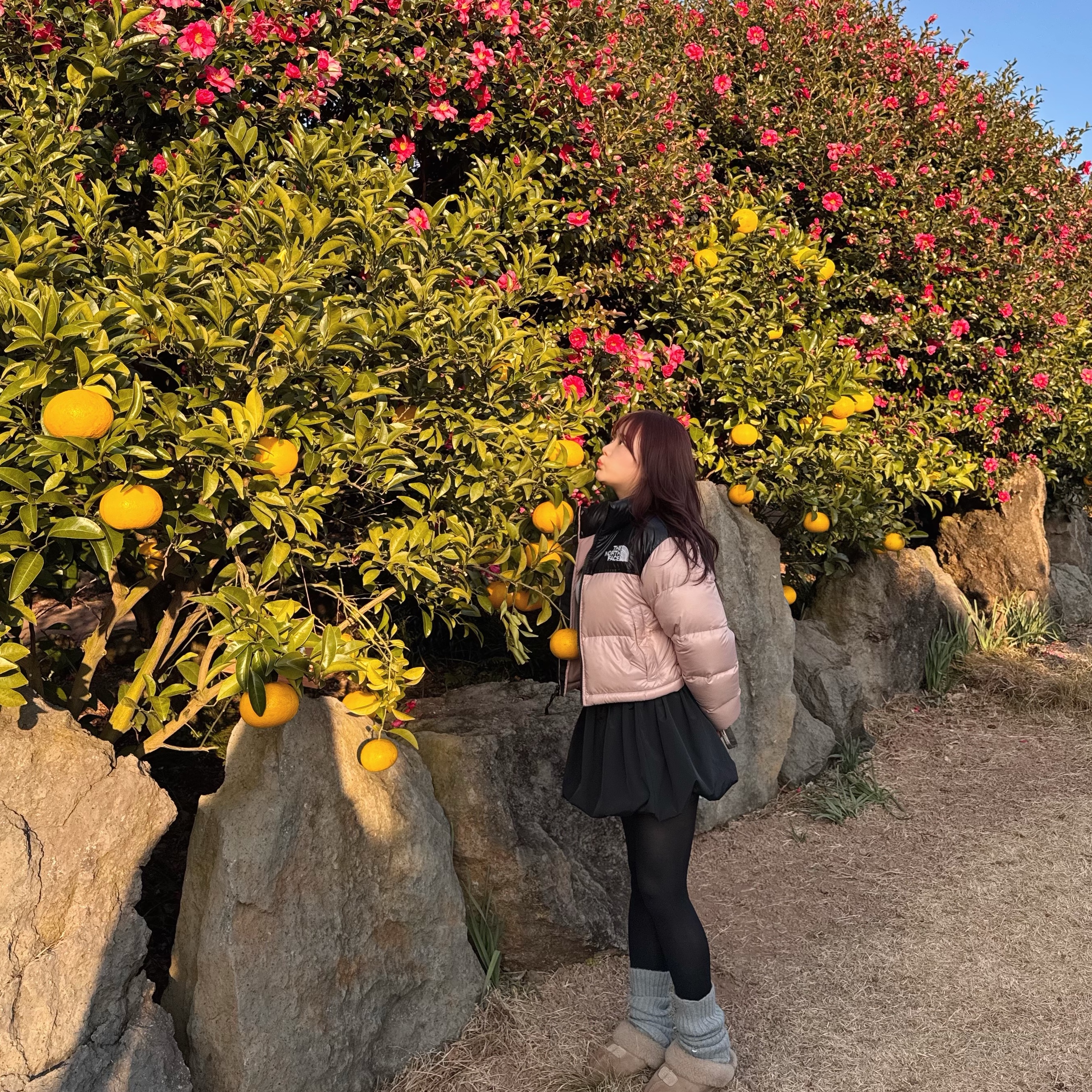 (W) The North Face Nuptse Short Jacket Pastel Pink, (W) UGG Coquette Slipper Chestnut 착용 스타일 - 1