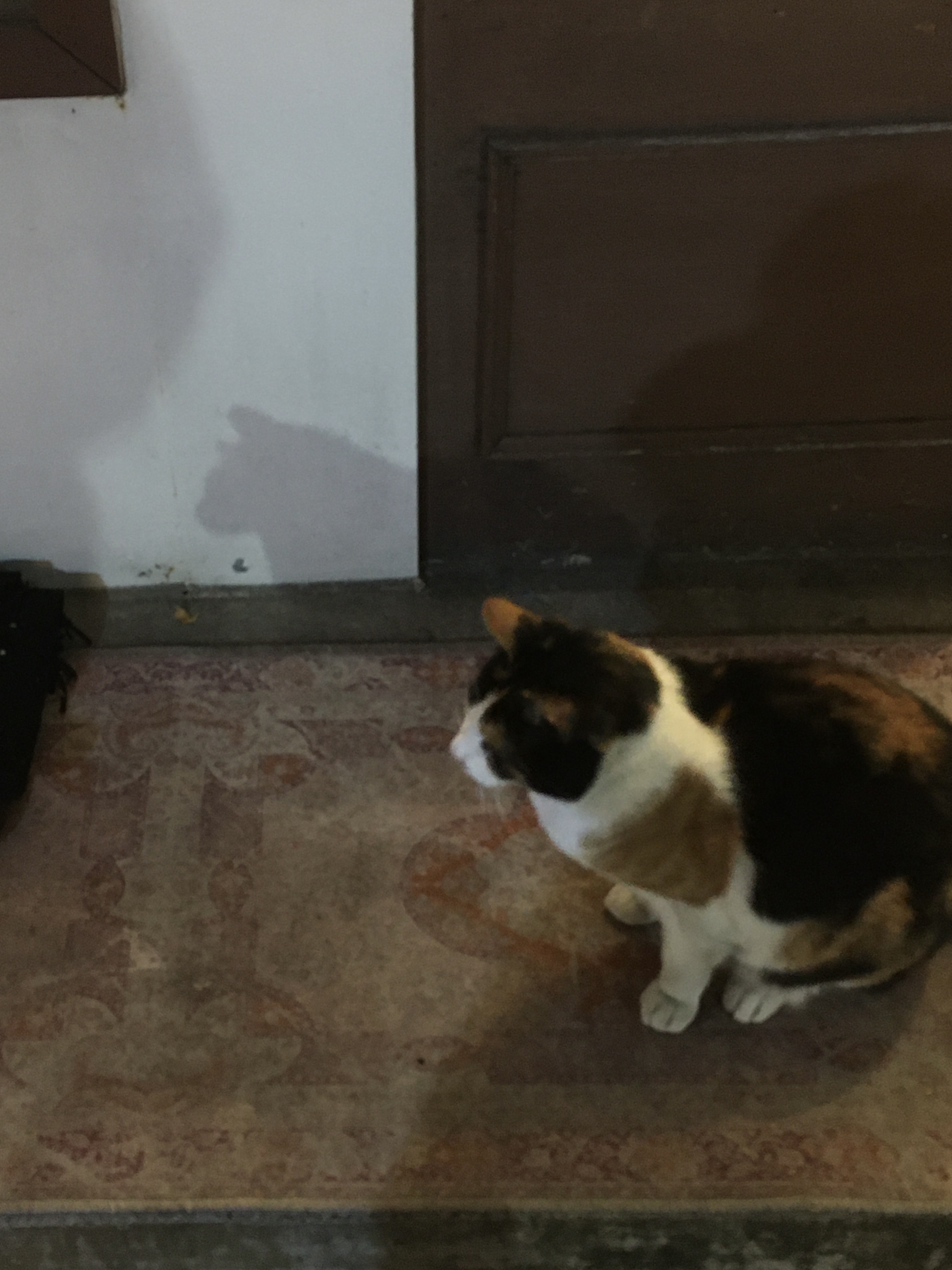 (W) Nike Air Max Plus TNPO Black 착용 스타일 - 2