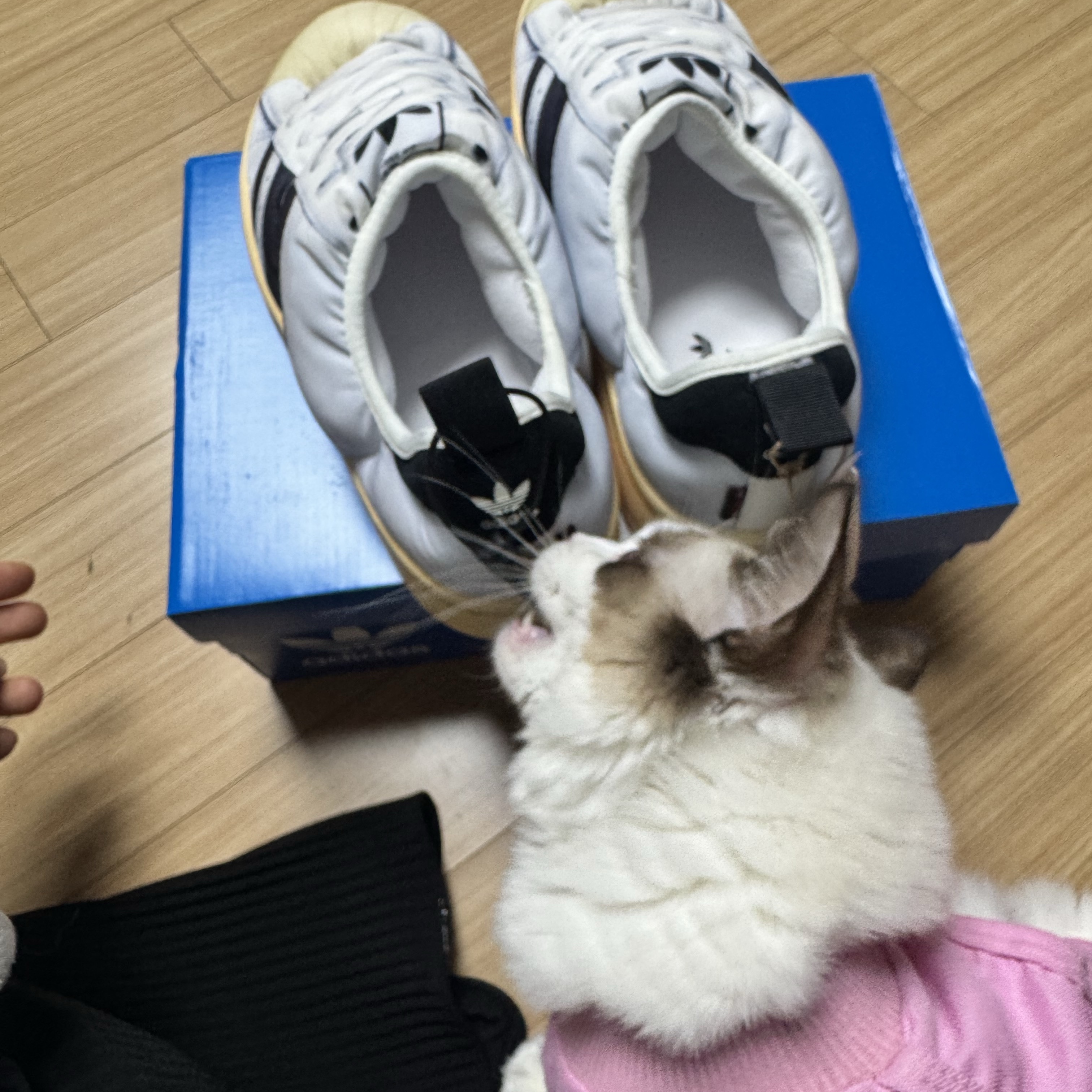 Adidas Puffylette Superstar Cloud White 착용 스타일 - 2