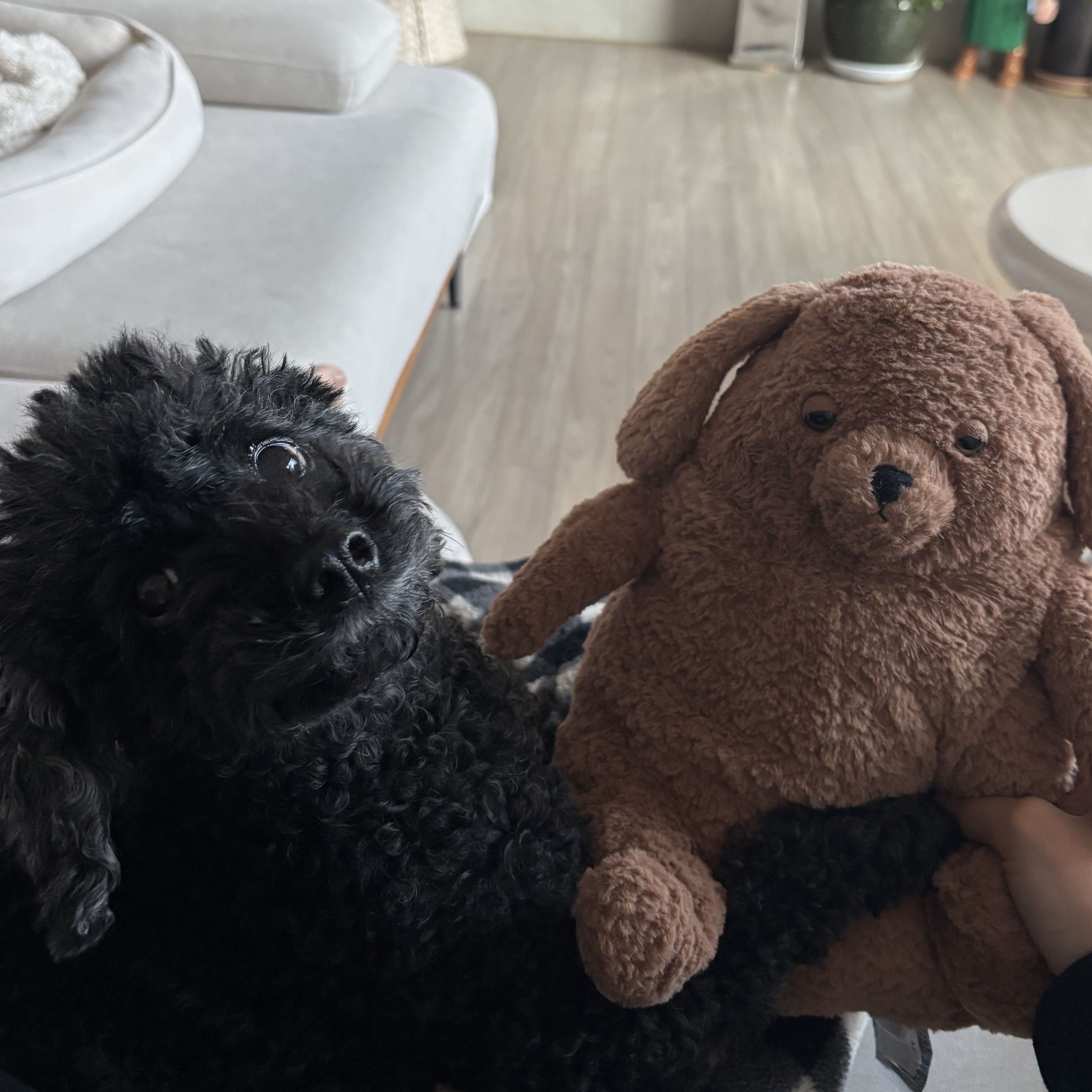 Jellycat Amore Dog Brown 착용 스타일