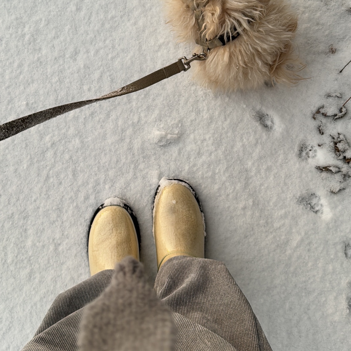 (W) UGG Classic Clear Mini Boots Natural Black 착용 스타일
