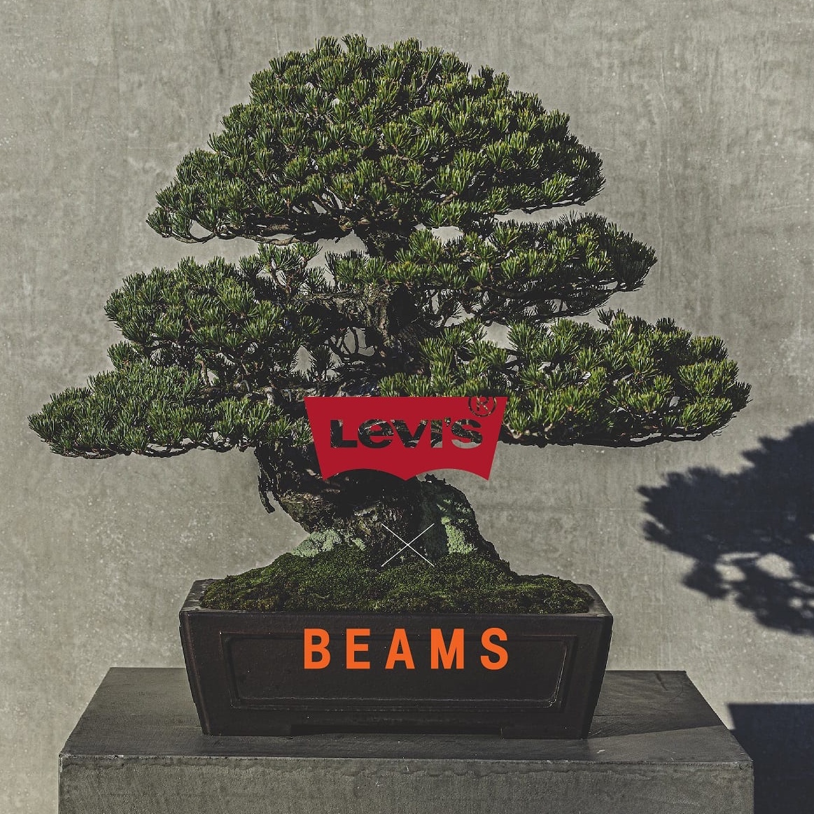 Levi's x Beams Denim Pants Washed Black 착용 스타일 - 4