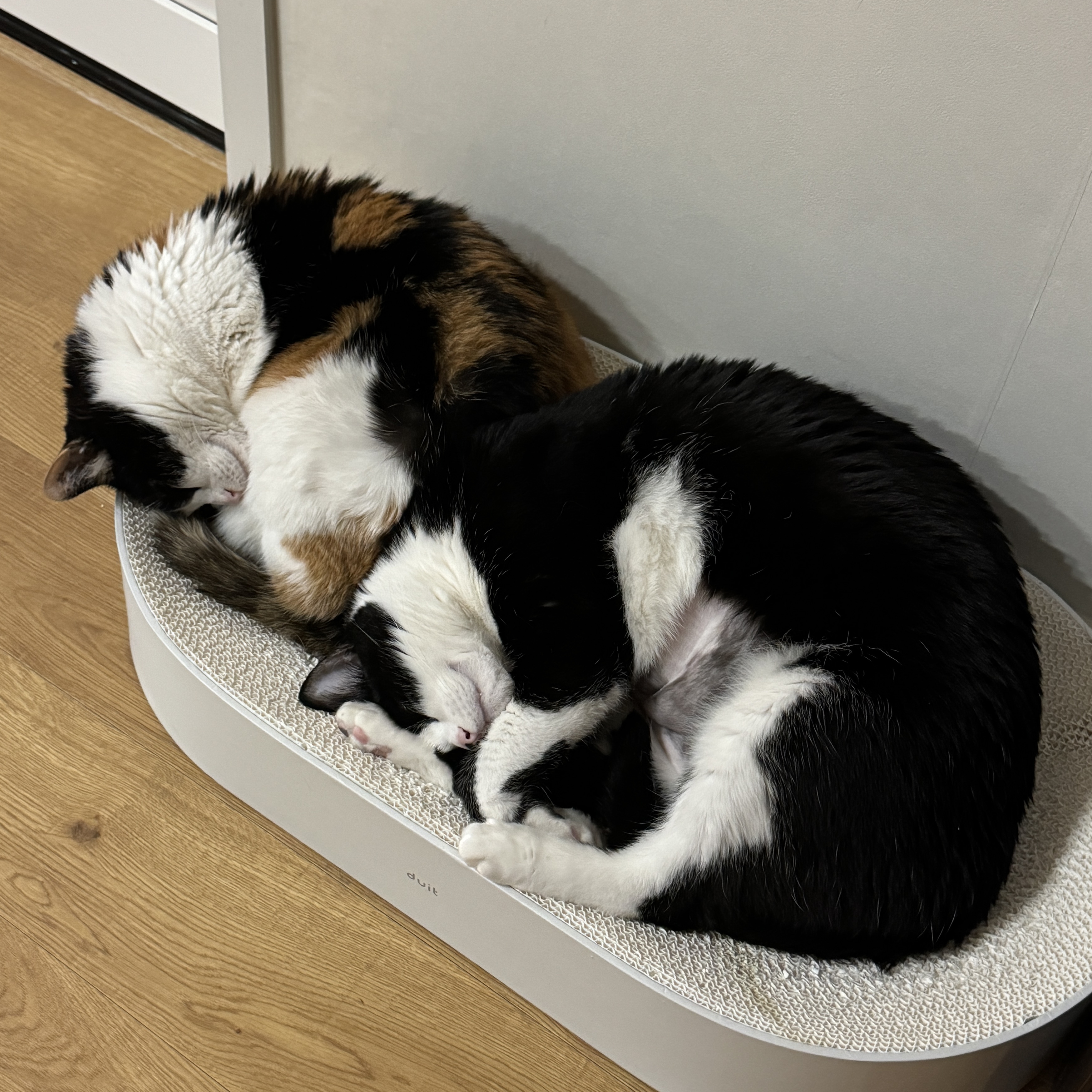 Lego Idea Tuxedo Cat 착용 스타일