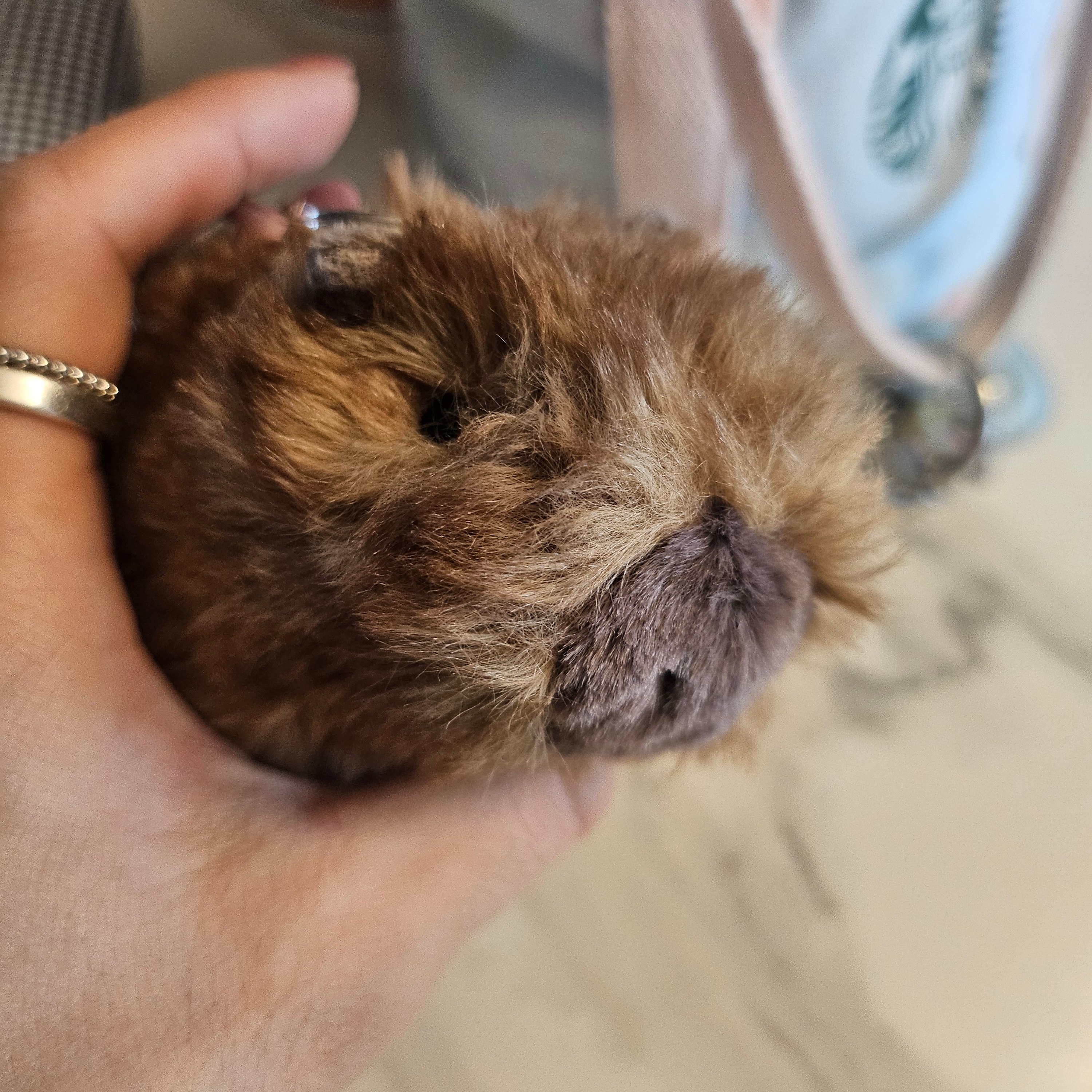 Jellycat Clyde Capybara Bag Charm 착용 스타일