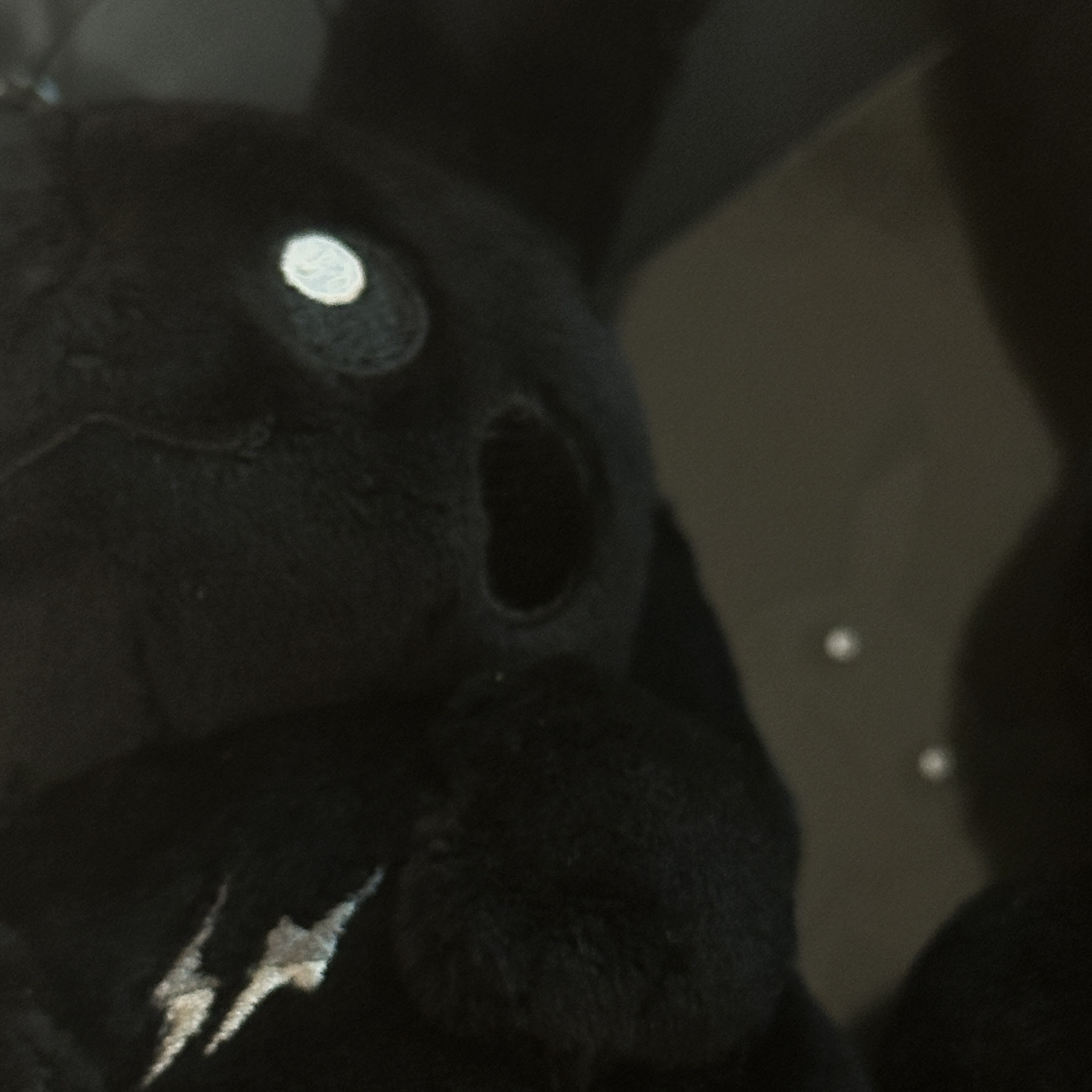 Fragment x Pokemon INN Thunderbolt Project TBP Mascot Key Ring Pikachu Black 착용 스타일 - 2