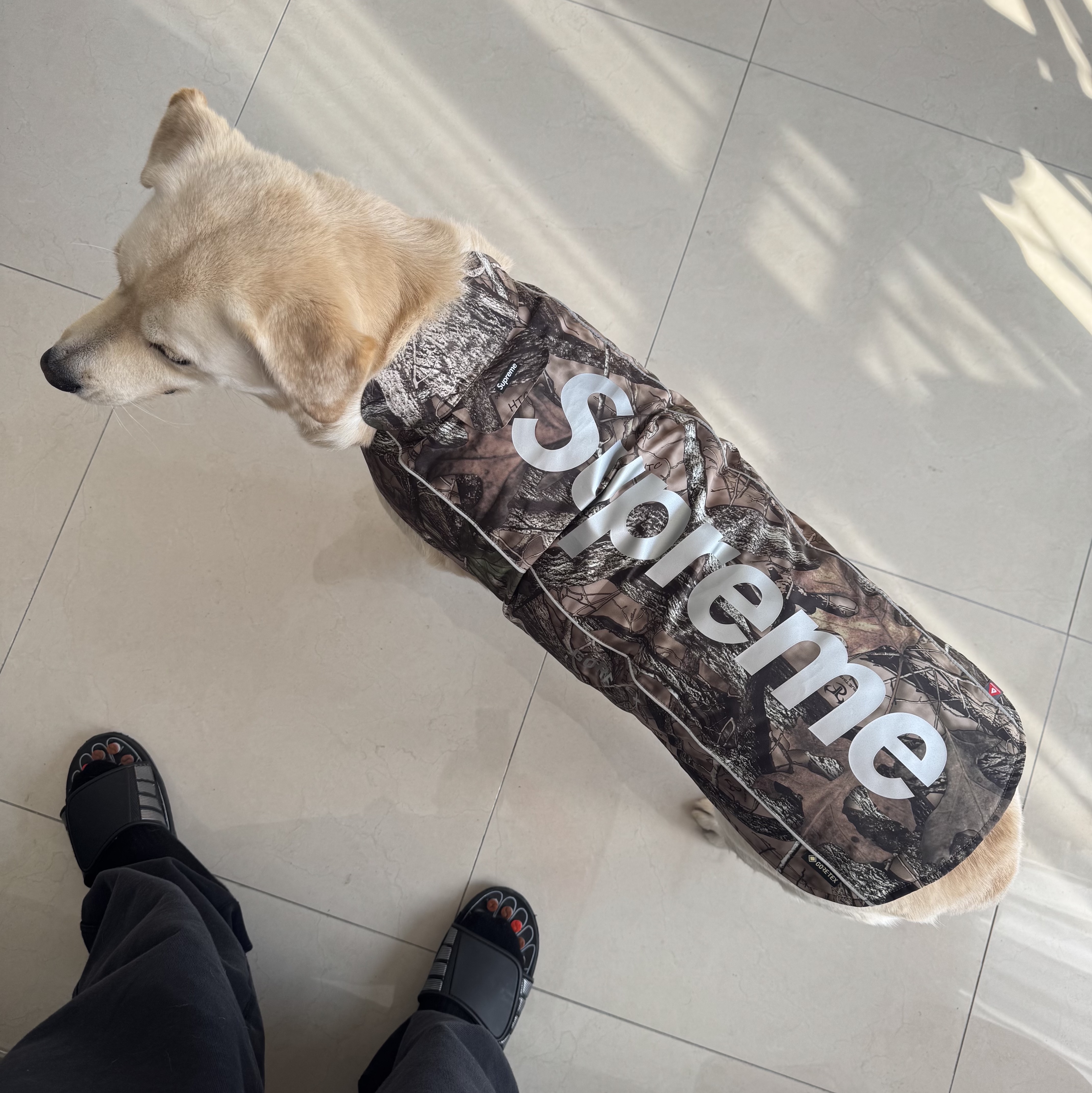 Supreme Gore-Tex Dog Jacket TrueTimber HTC Fall Camo - 24FW 착용 스타일 - 1