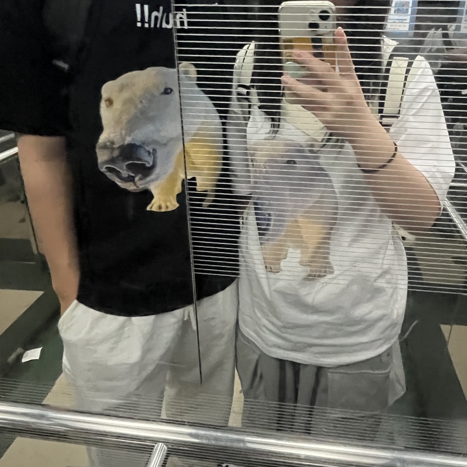 Suade Huh Tee Black, Suade Huh Tee White 착용 스타일 - 2