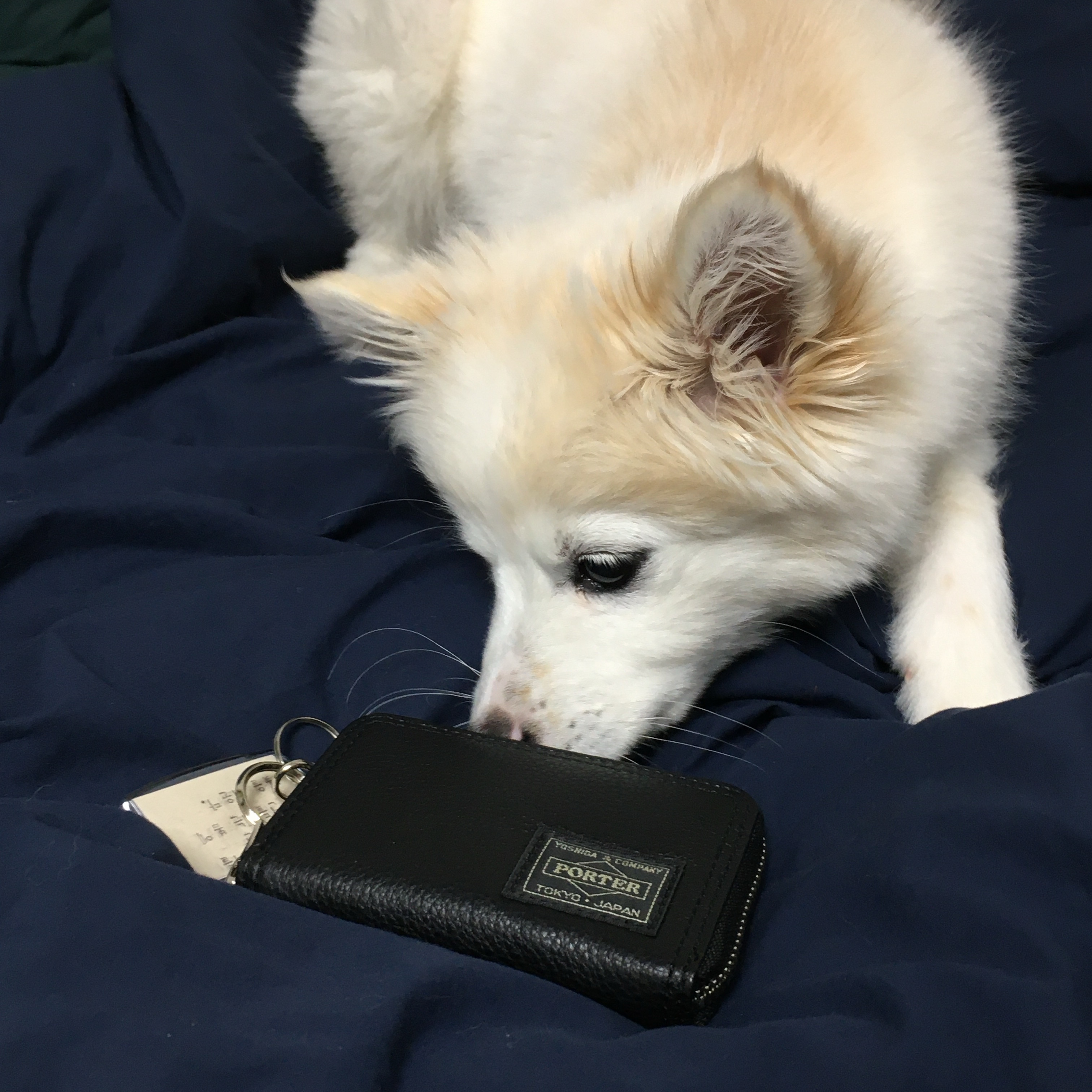 Porter Calm Coin Case Black 착용 스타일 - 2