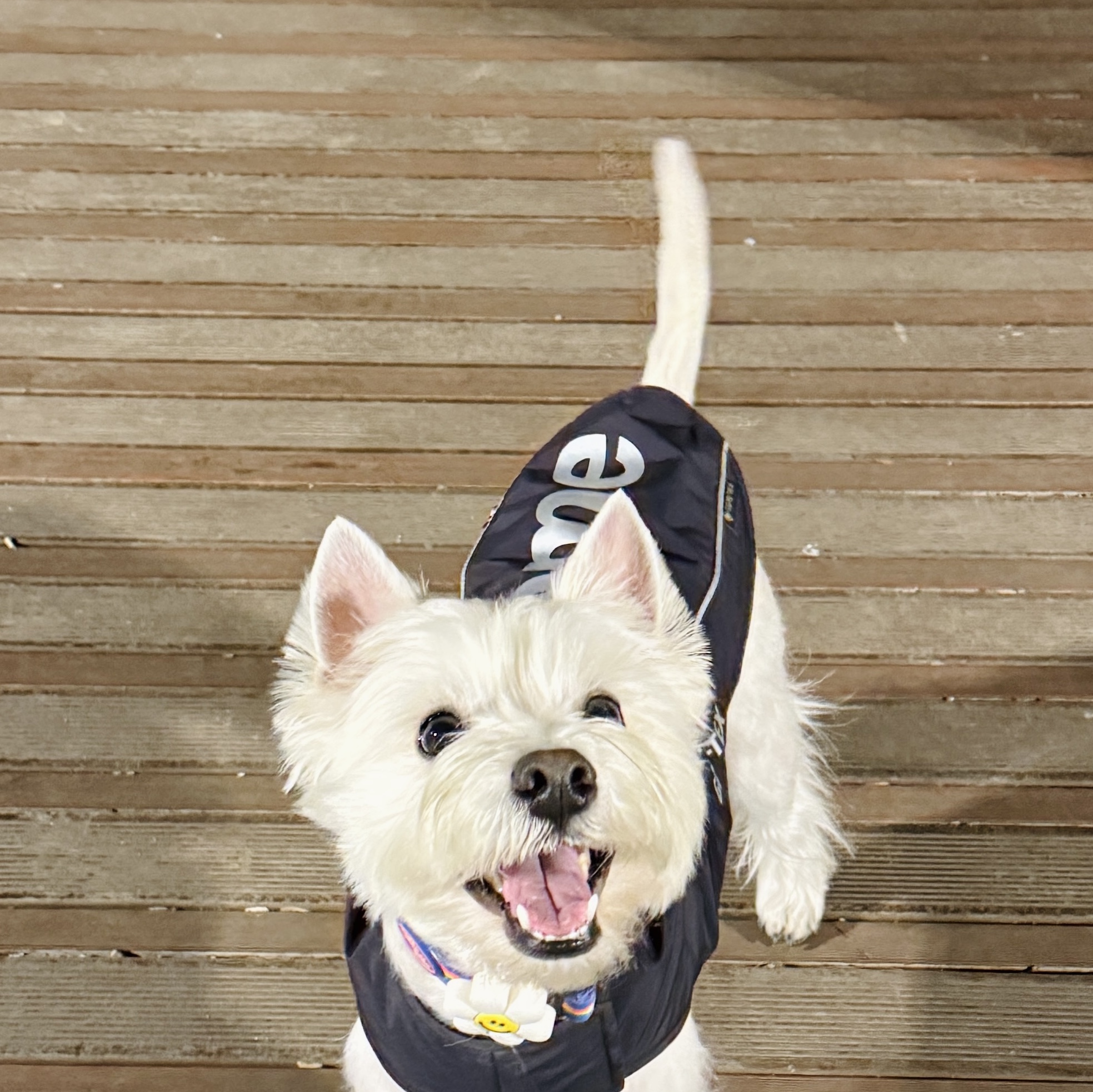 Supreme Gore-Tex Dog Jacket Black - 24FW 착용 스타일 - 3