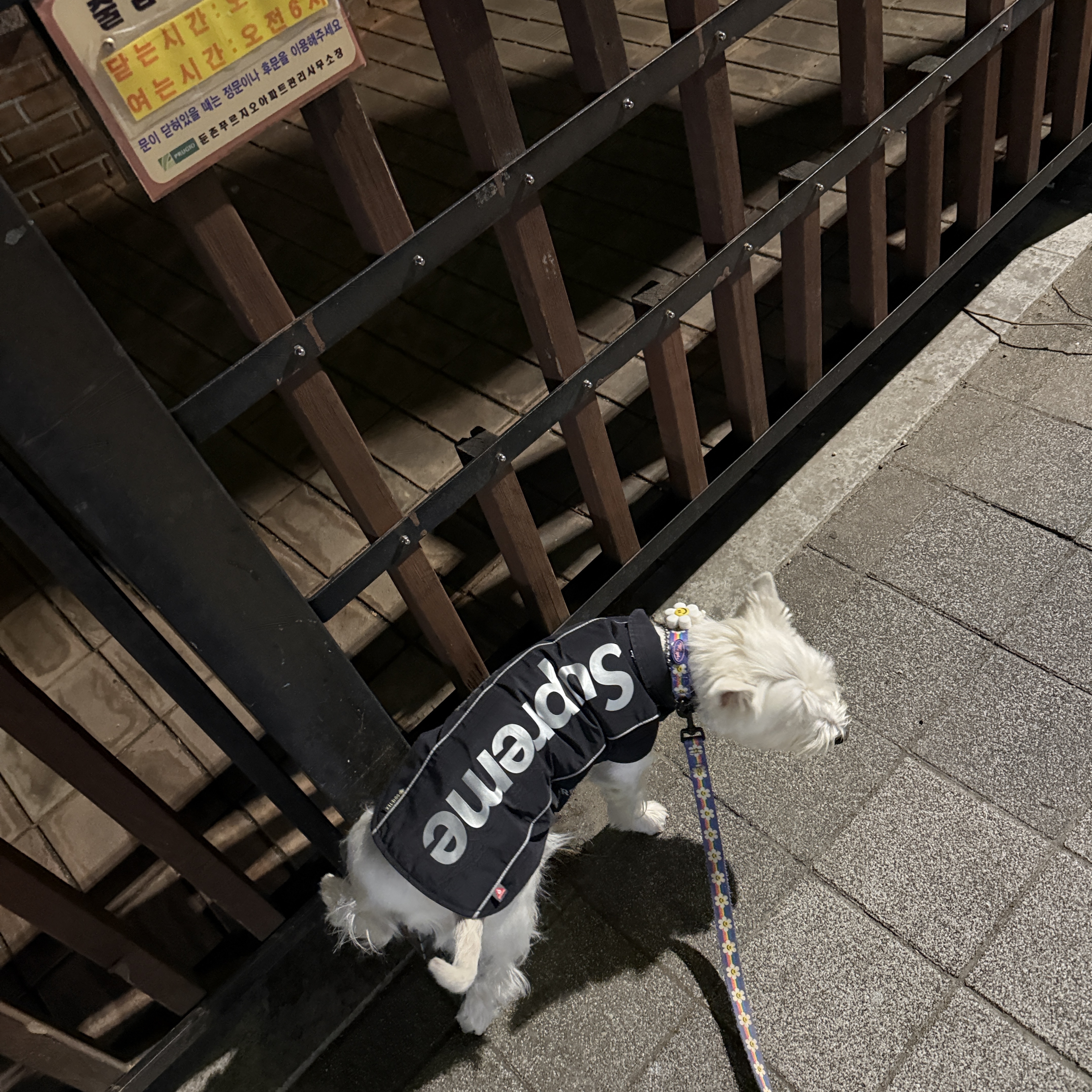 Supreme Gore-Tex Dog Jacket Black - 24FW 착용 스타일 - 2