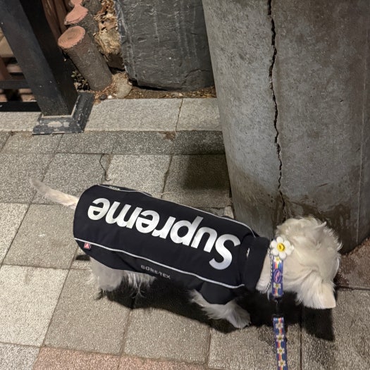 Supreme Gore-Tex Dog  STYLE | KREAM