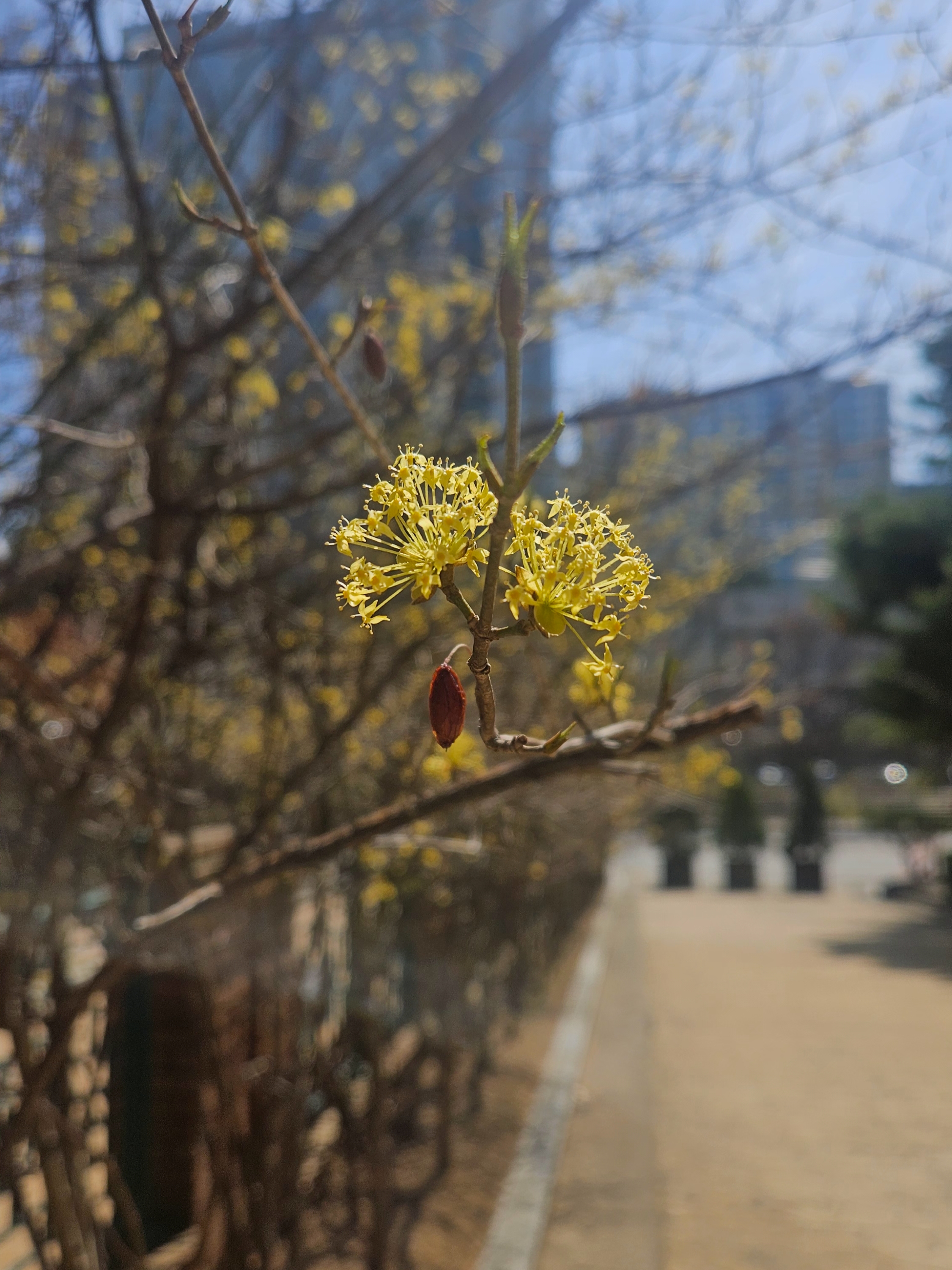 나스 블러쉬 비헤이브 착용 스타일 - 2