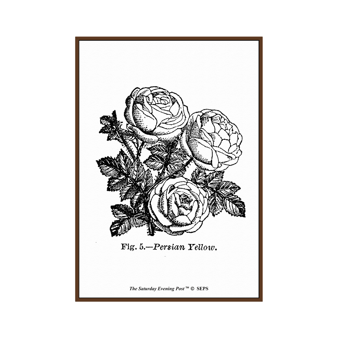 SFX3GD775A The Saturday Evening Post Framed Poster Persian Yellow Roses A2