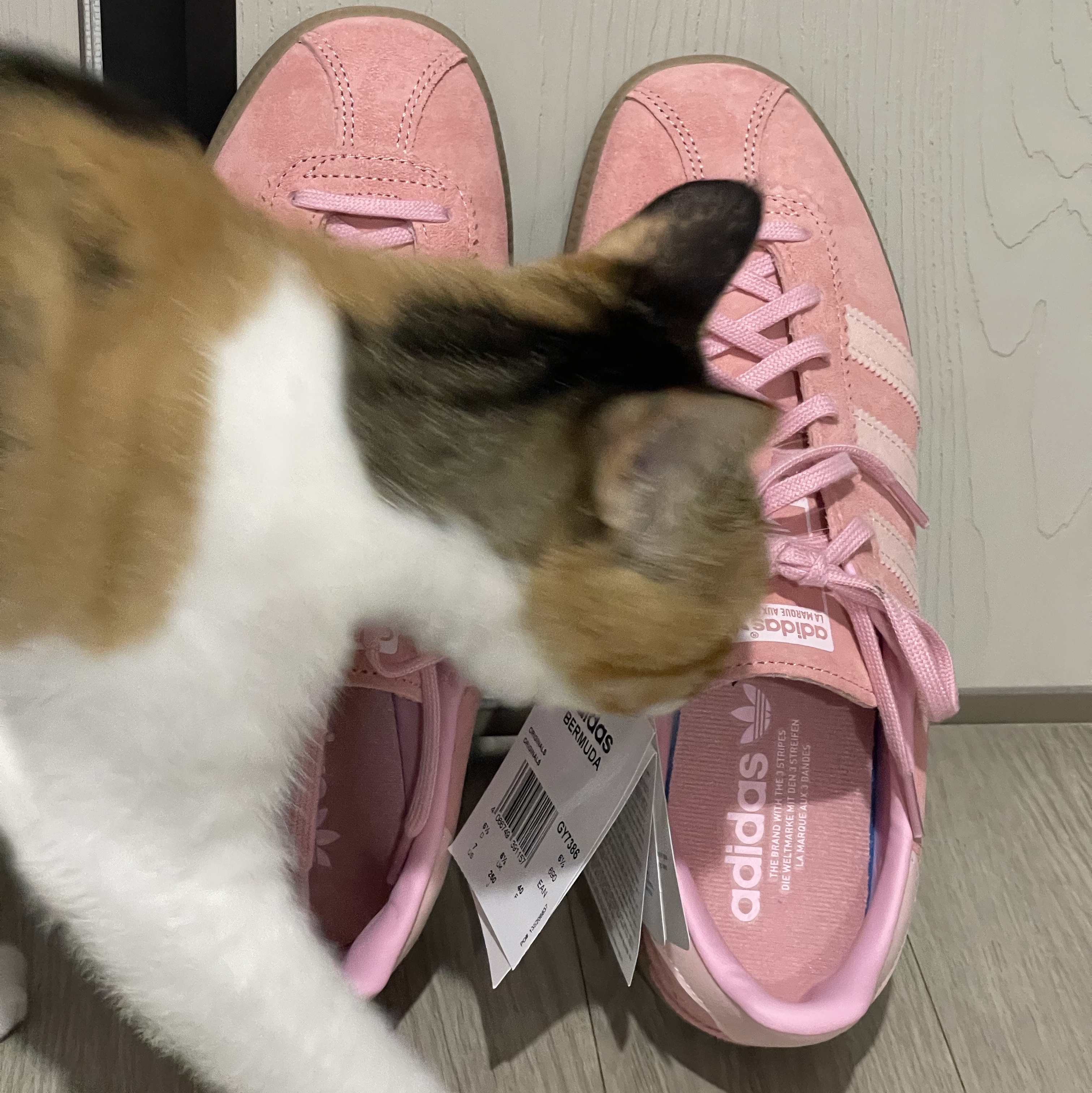 Adidas Bermuda Glow Pink 착용 스타일 - 3
