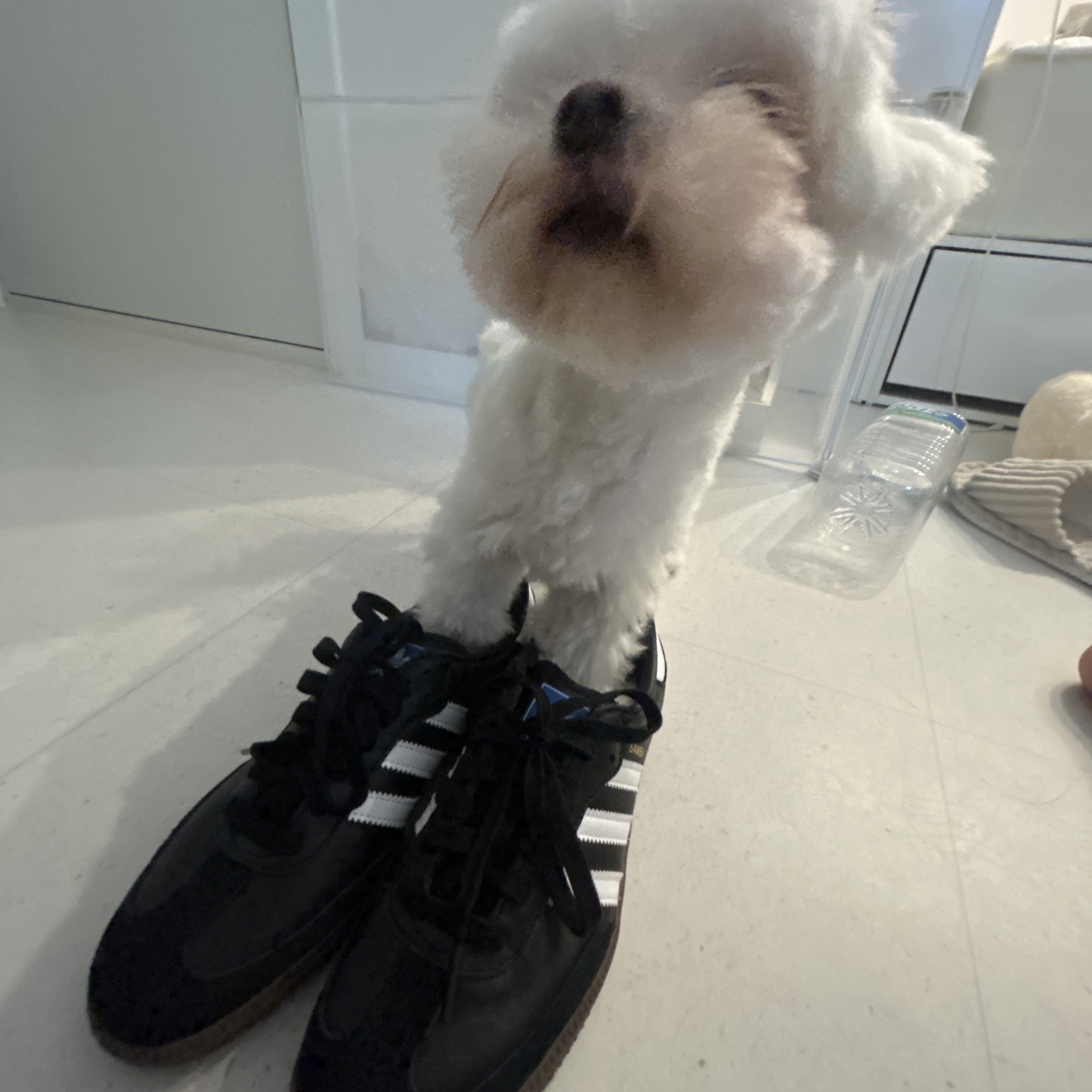 Adidas Samba OG Black White Gum 착용 스타일