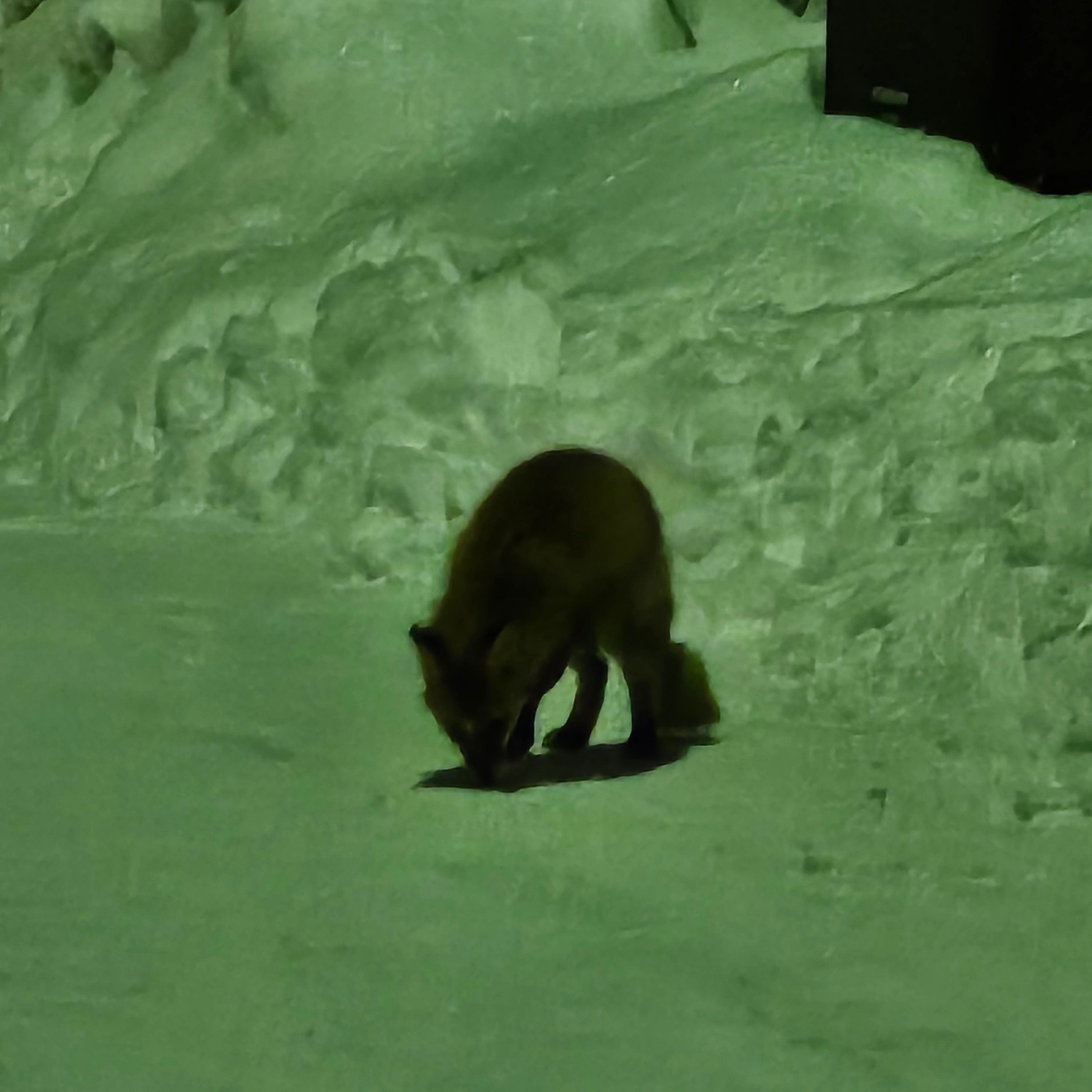 Undermycar Dtrange Dead Starange Destroyed Bomber Sparrow - 23SS, Yeezy Gap Engineered By Balenciaga Dove Hoodie Black 착용 스타일 - 4