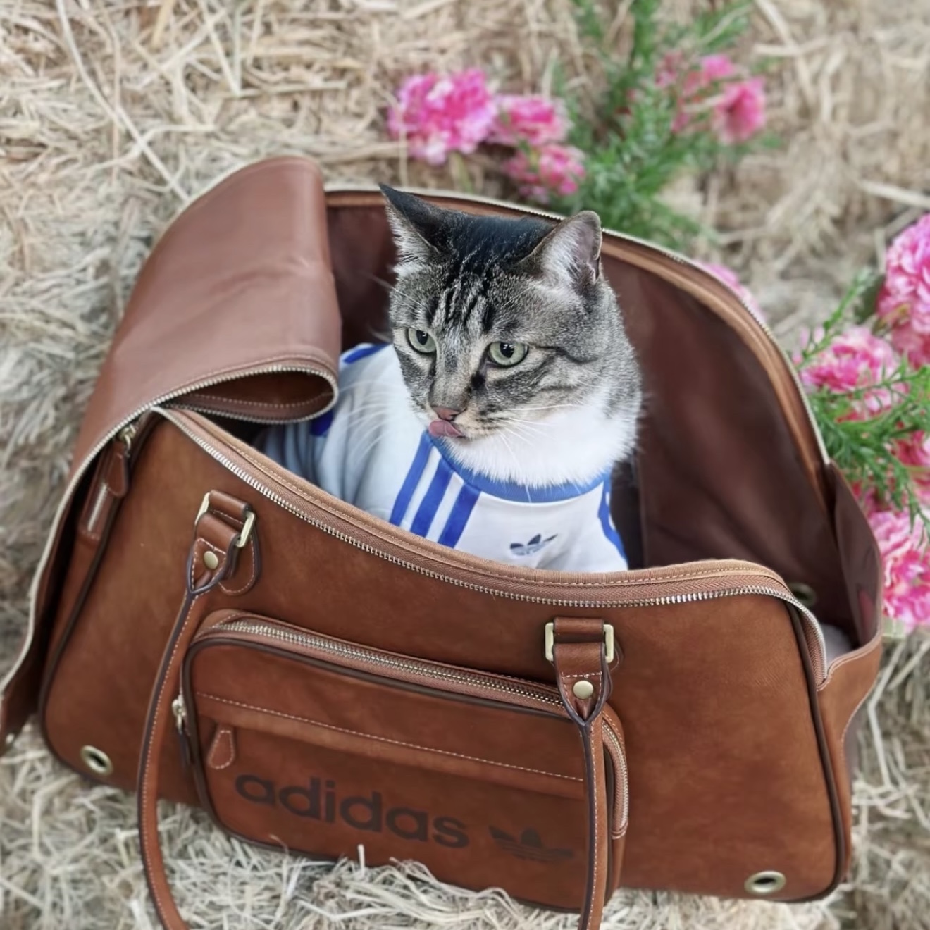 Adidas Pet Carrier Shoulder Bag Brown 착용 스타일 - 1