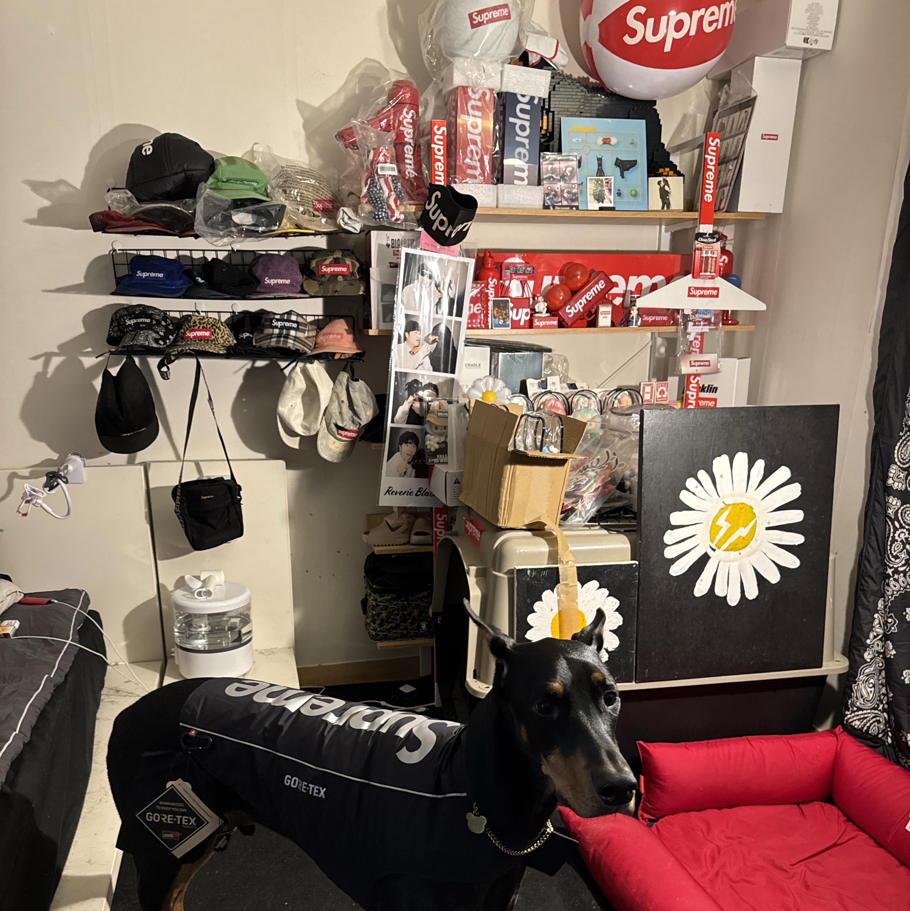 Supreme Gore-Tex Dog Jacket Black - 24FW 착용 스타일 - 1