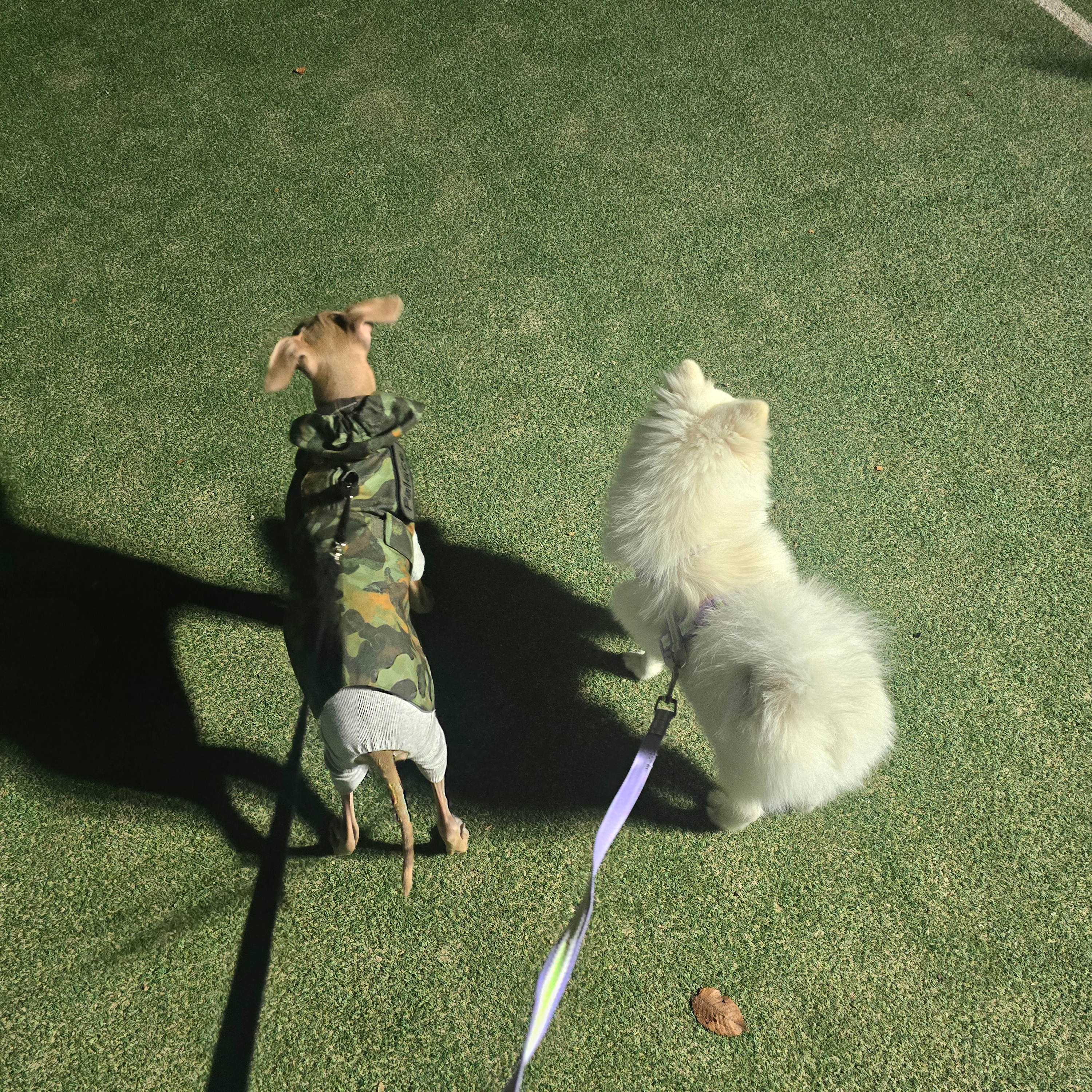 Palace x Barbour Dog Coat Kelp Forest Camo - 25FW 착용 스타일 - 3