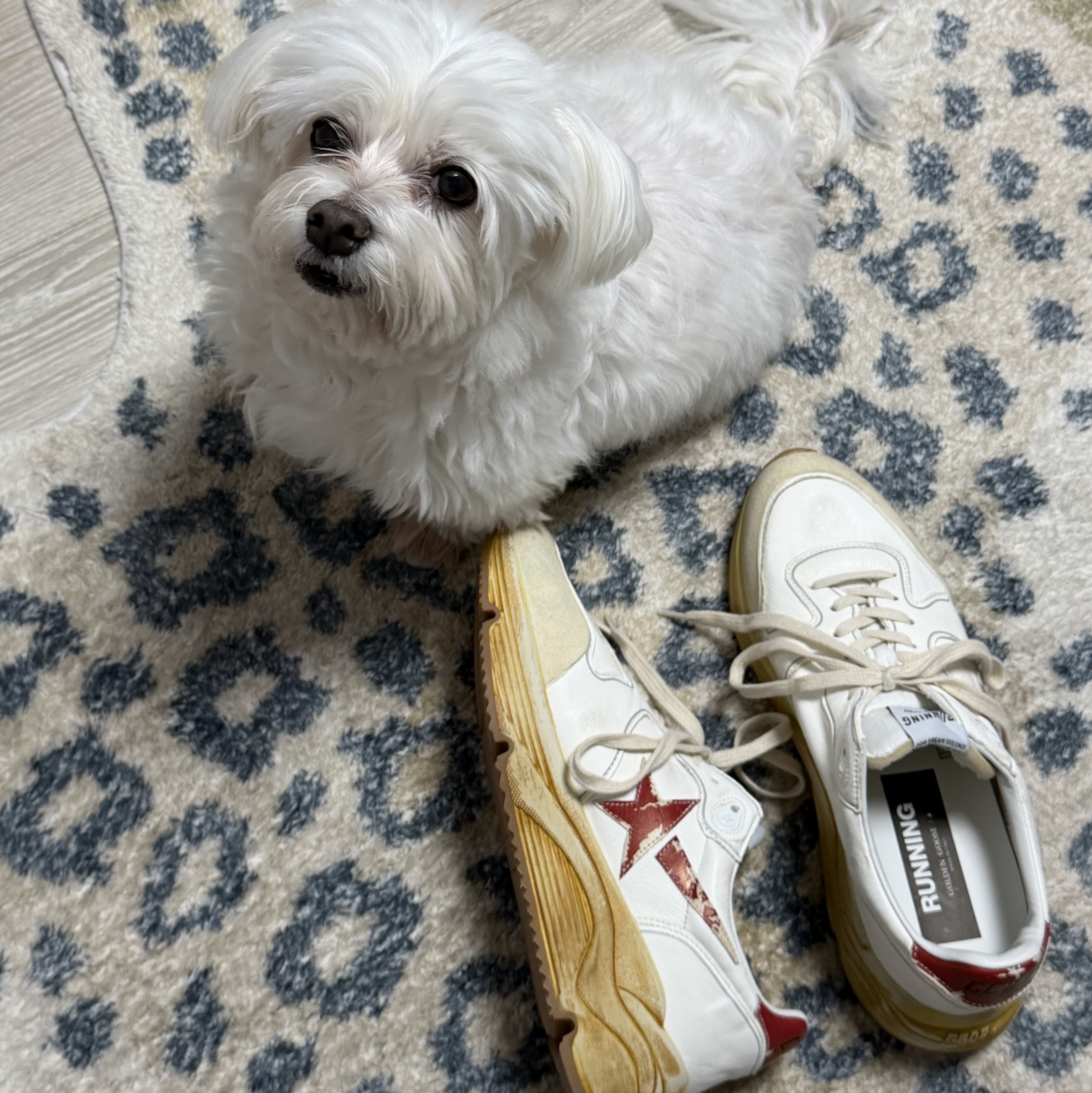 Golden Goose Running Sole Sneakers White Red 착용 스타일