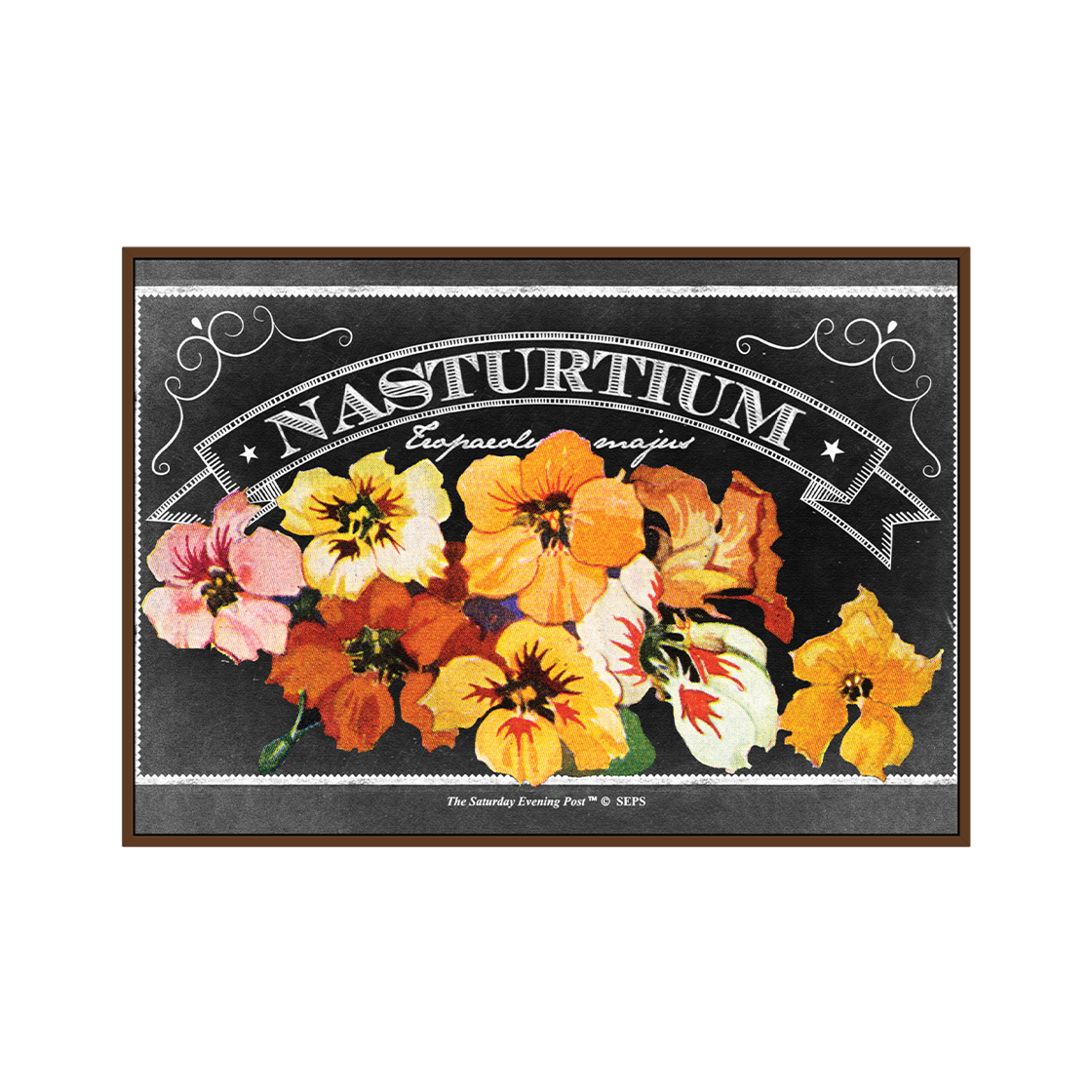 SFX3GD779A The Saturday Evening Post Framed Poster Nasturtiums