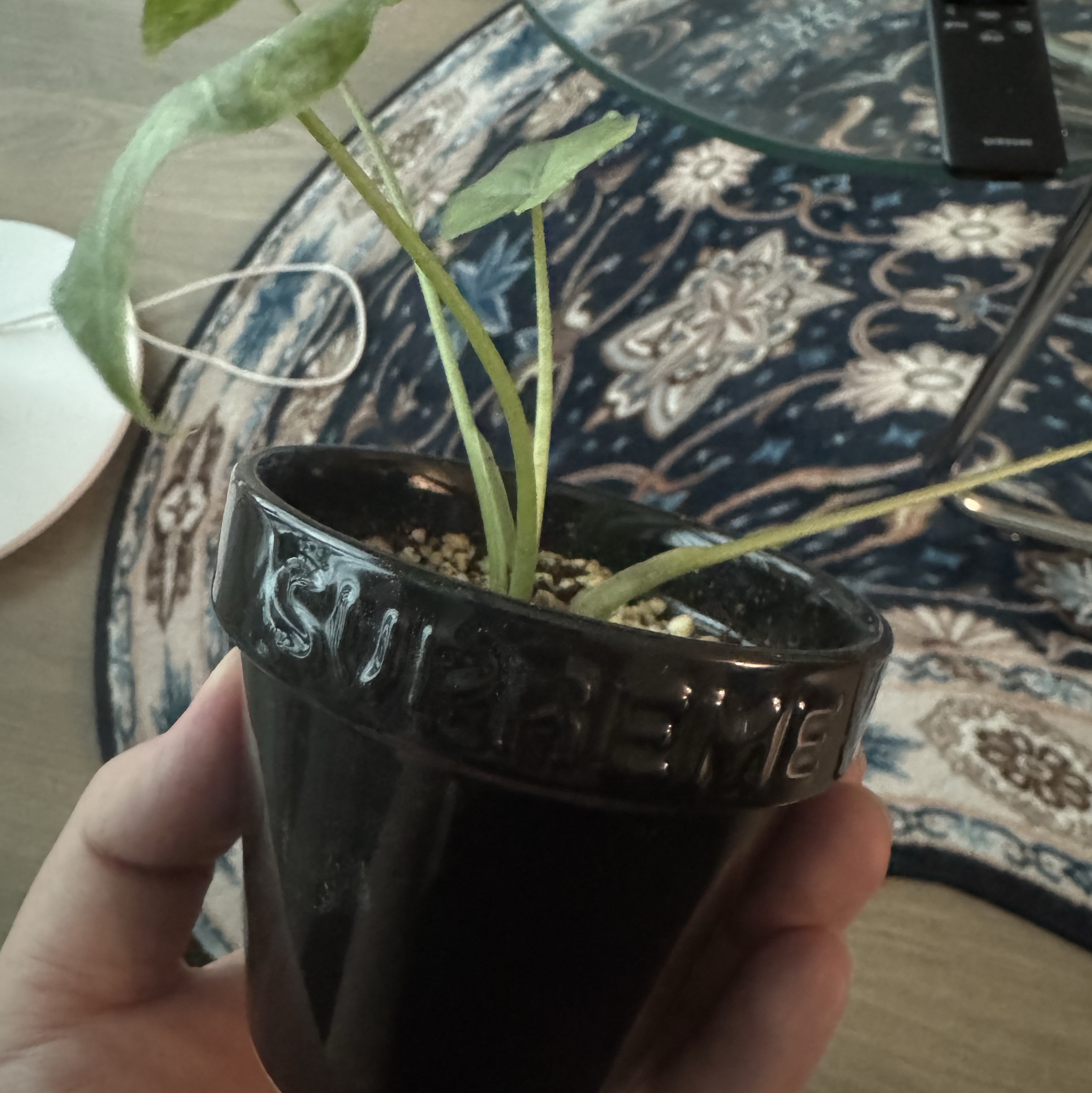 Supreme Mini Planters Multicolor (Set of 3) - 25SS 착용 스타일