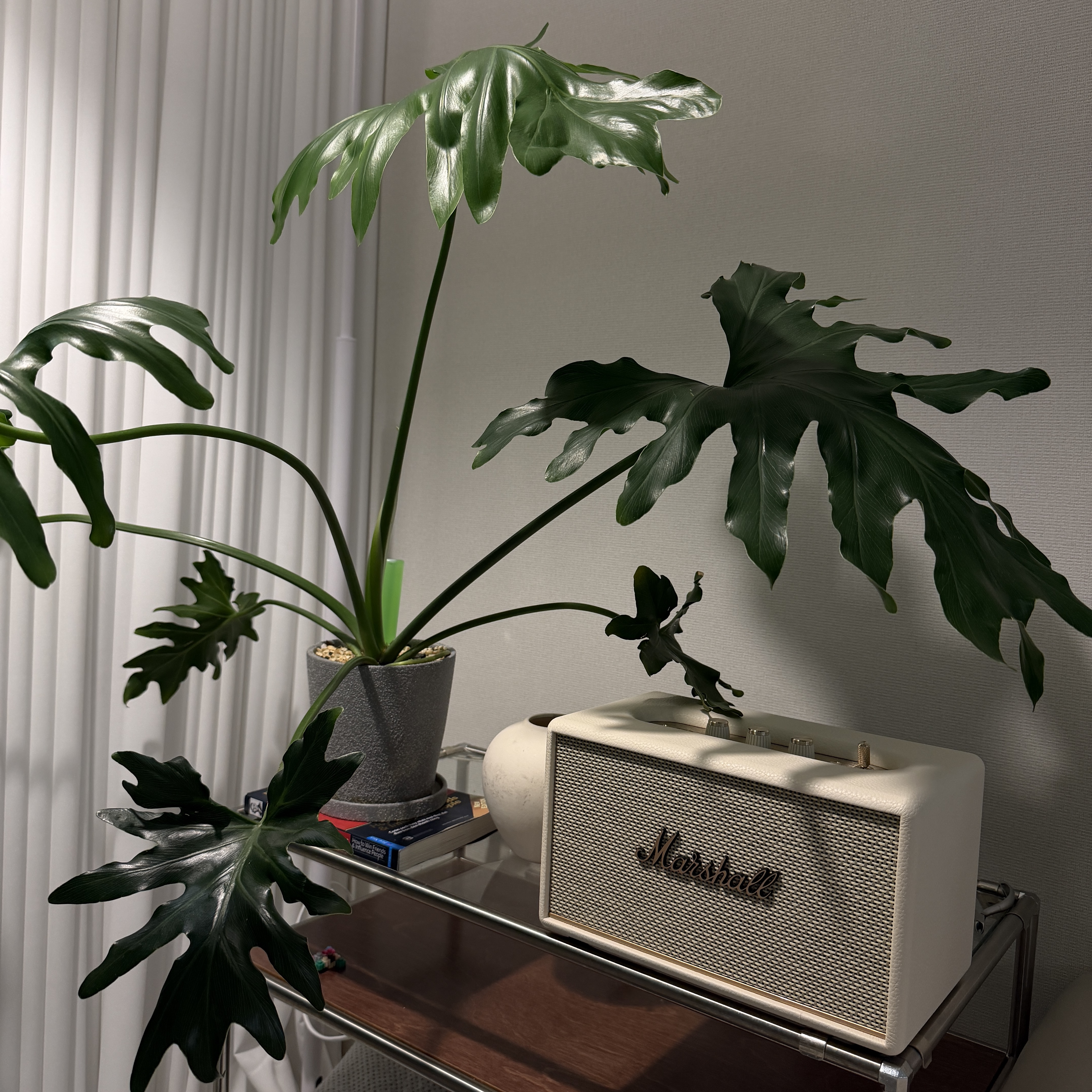 Marshall Acton III Bluetooth Cream (Korean Ver.) 착용 스타일