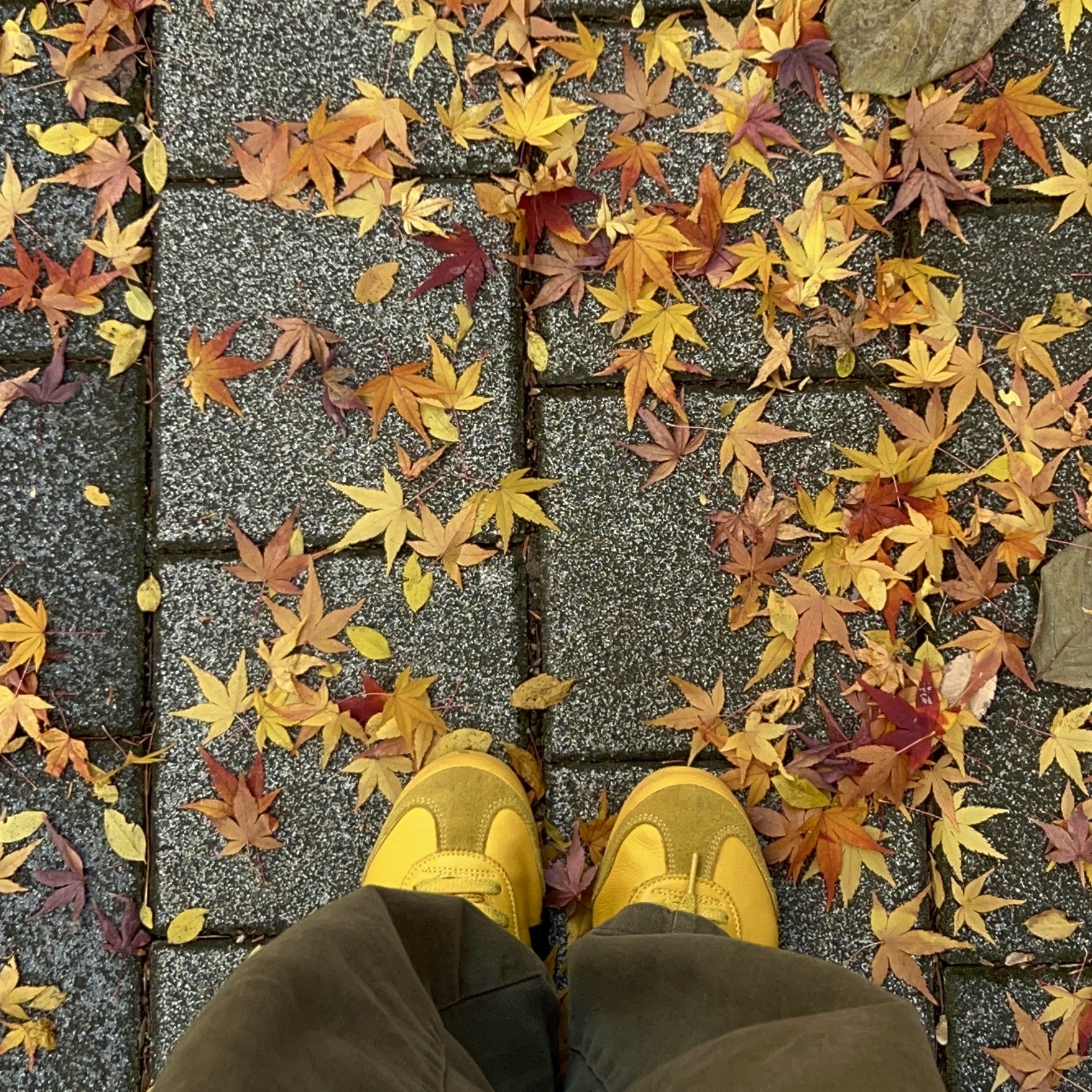 Onitsuka Tiger Mexico 66 Yellow Black 착용 스타일