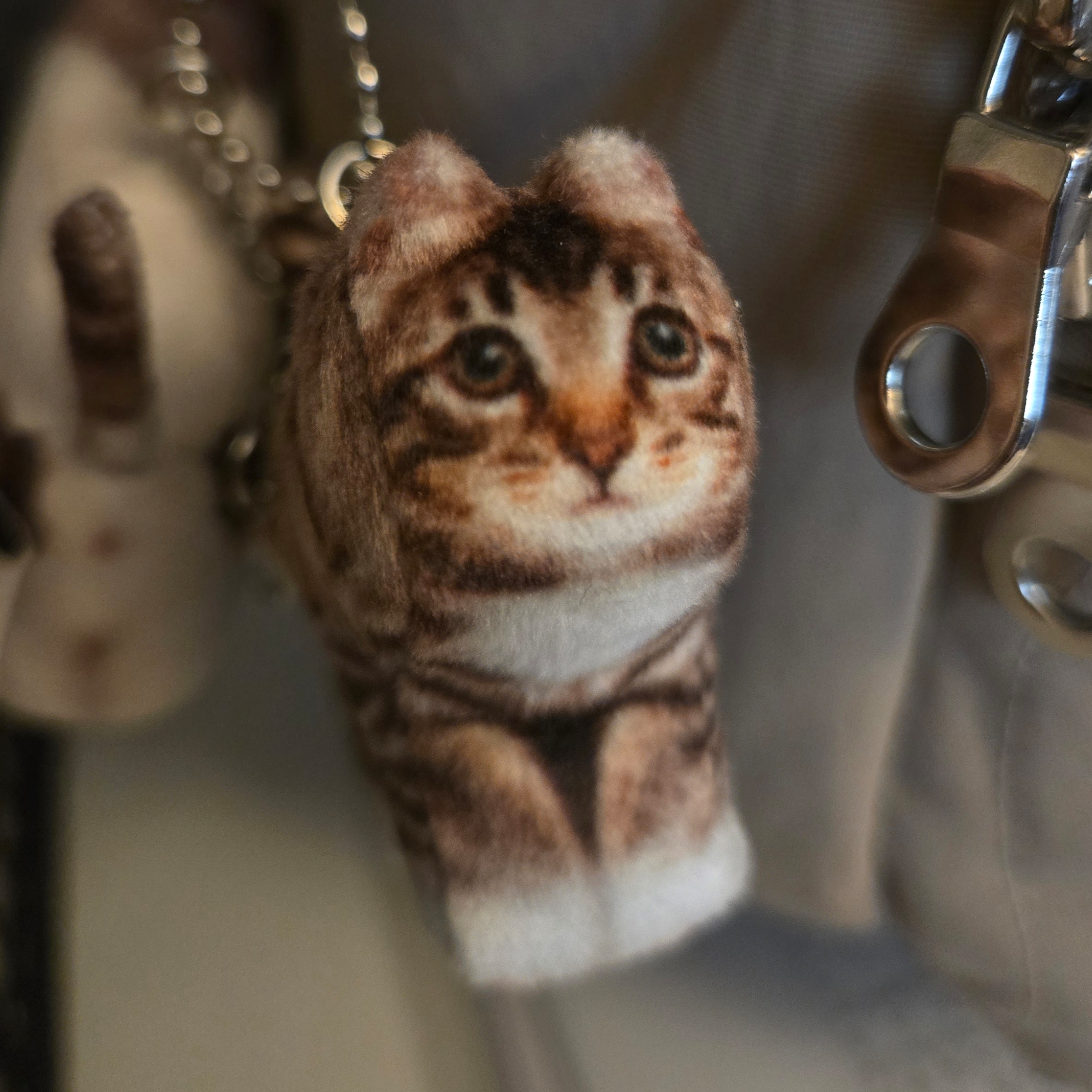 Soft Thumbnail Chovy, Domestic Shorthair 착용 스타일