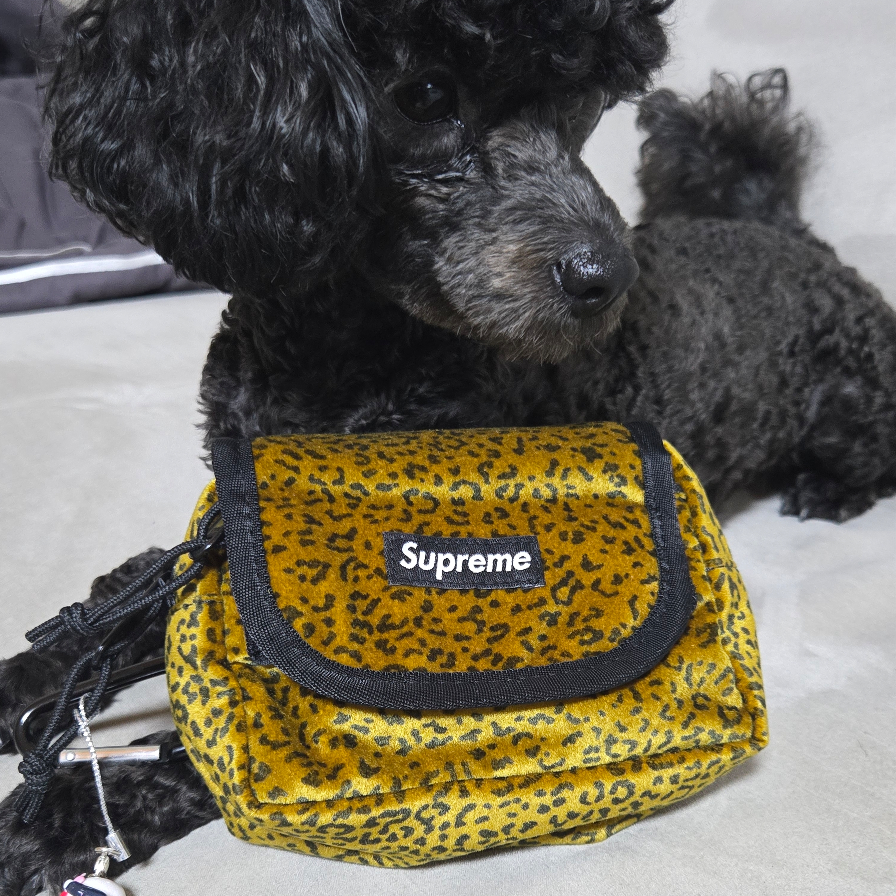 Supreme Velvet Mini Pouch Tan Leopard - 25FW 착용 스타일
