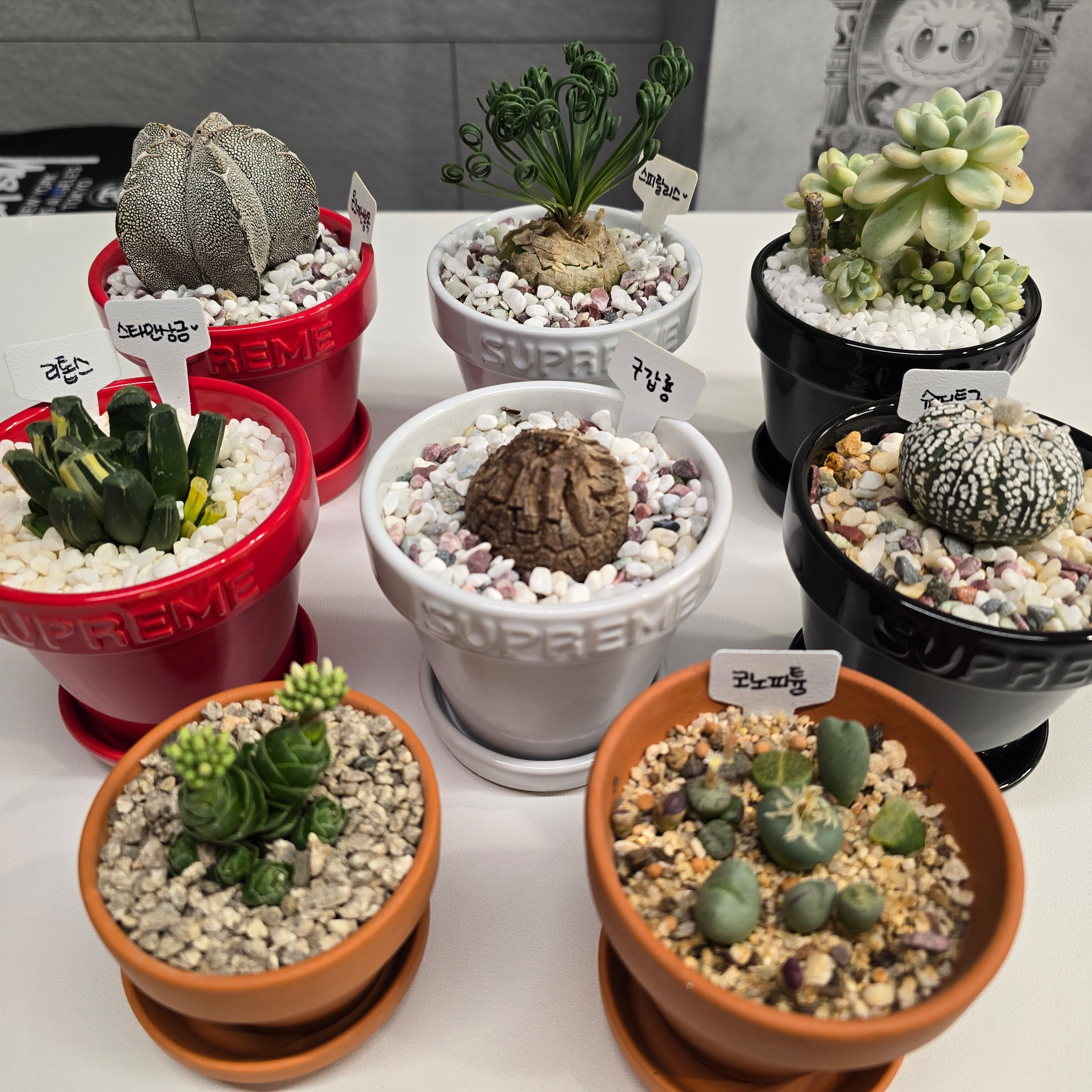 【 Supreme 】 Mini Planters Multicolor Supreme 】 Mini Planters Multicolor Supreme Mini Planters (Set of