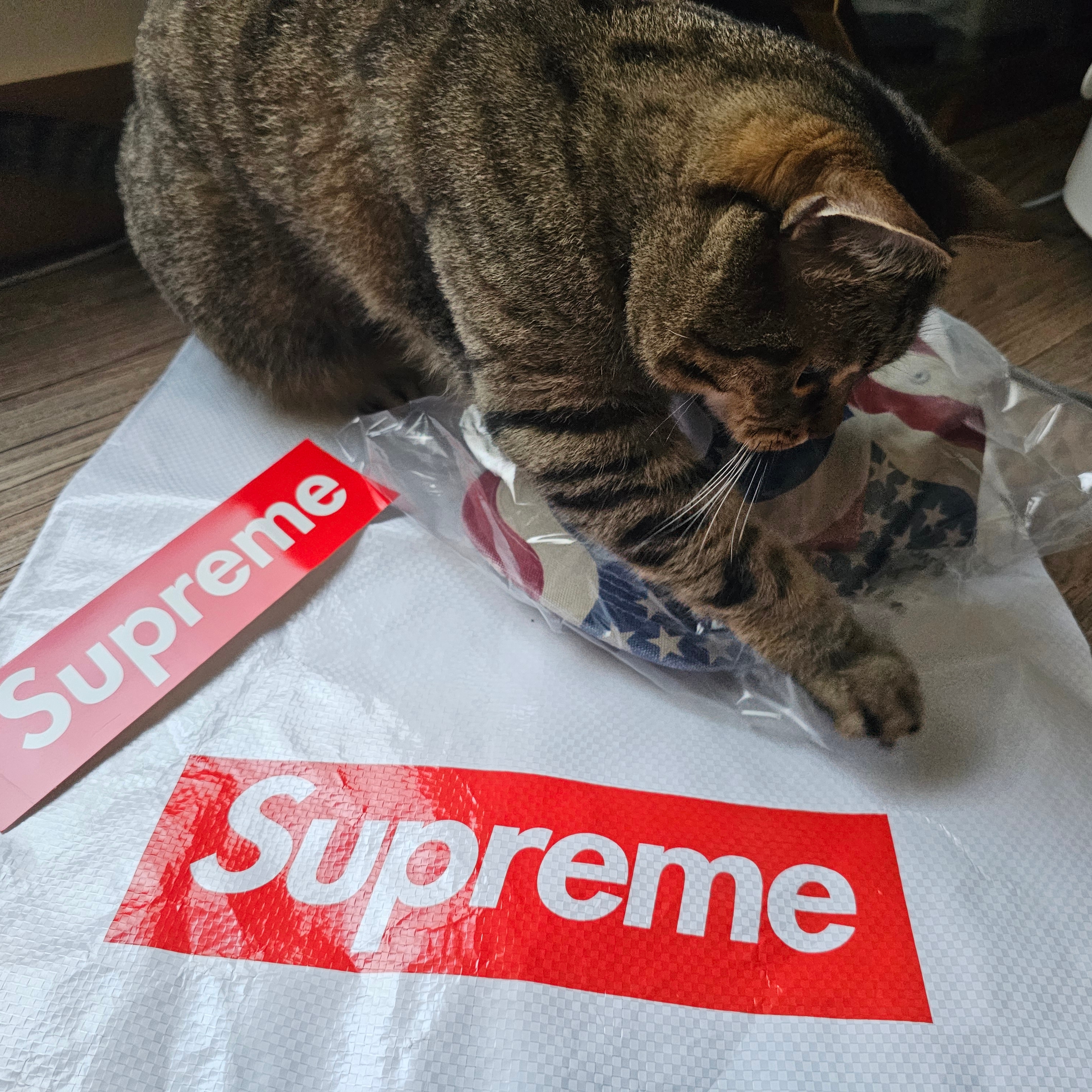 Supreme Pigment Coated S Logo 6-Panel Flag - 26SS 착용 스타일 - 5