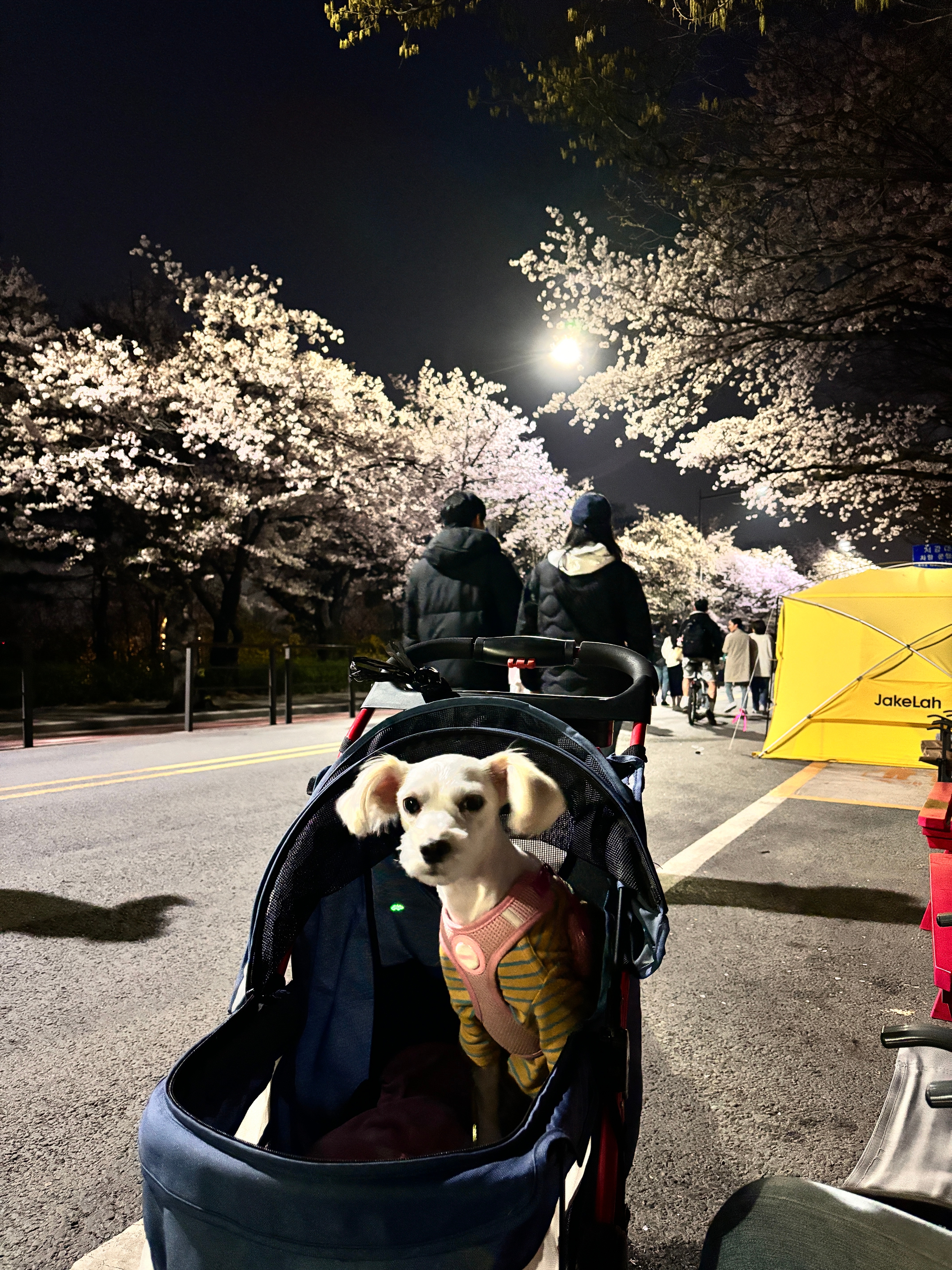 몽이🐕‍🦺짱이🦮점순🐕코코🐩룸메이트님의 스타일