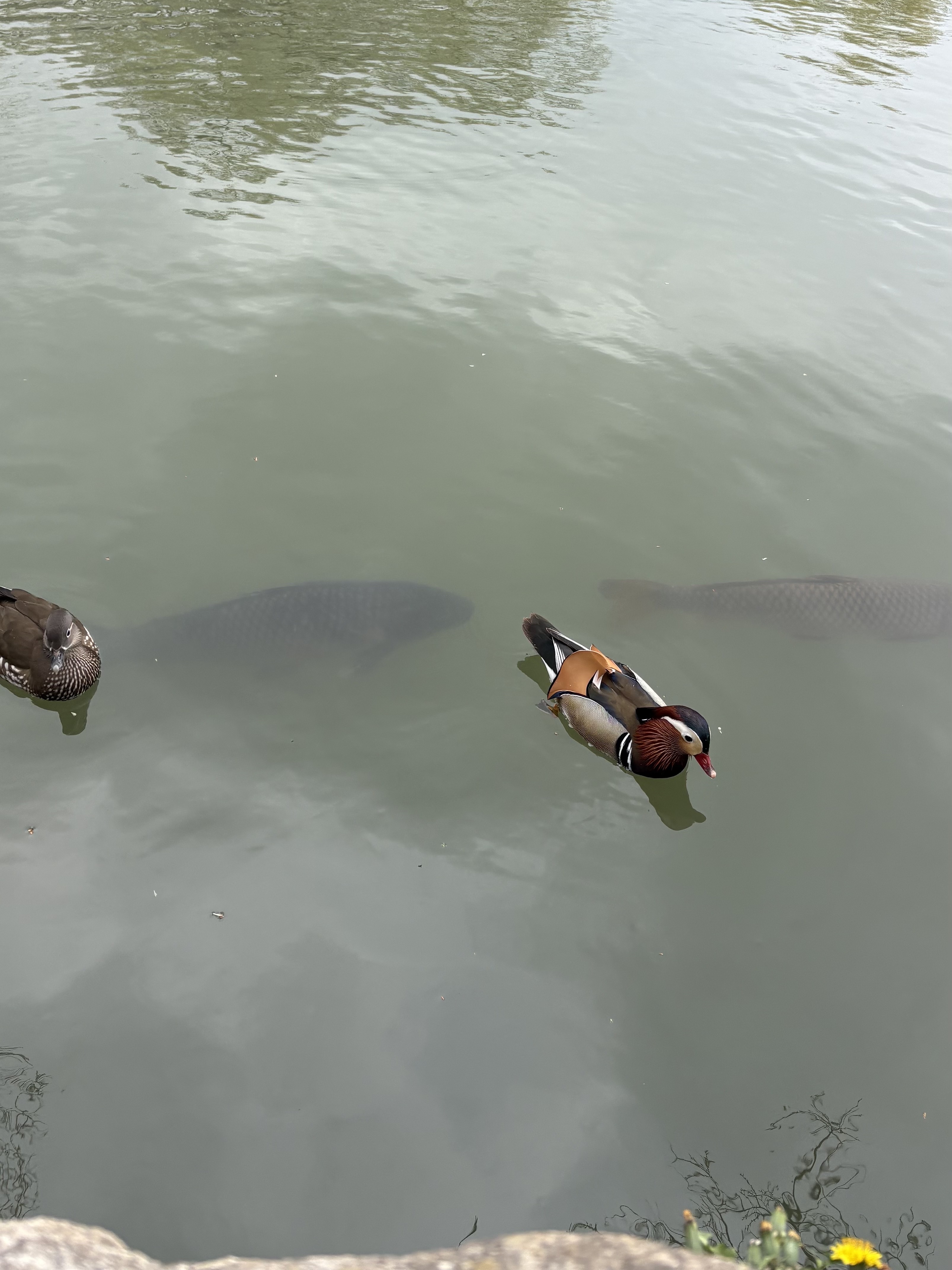 Nike x Martine Rose Shox MR4 Black, Kamien x MJD Double Hole Belt Black Shearling Calfskin 착용 스타일 - 9
