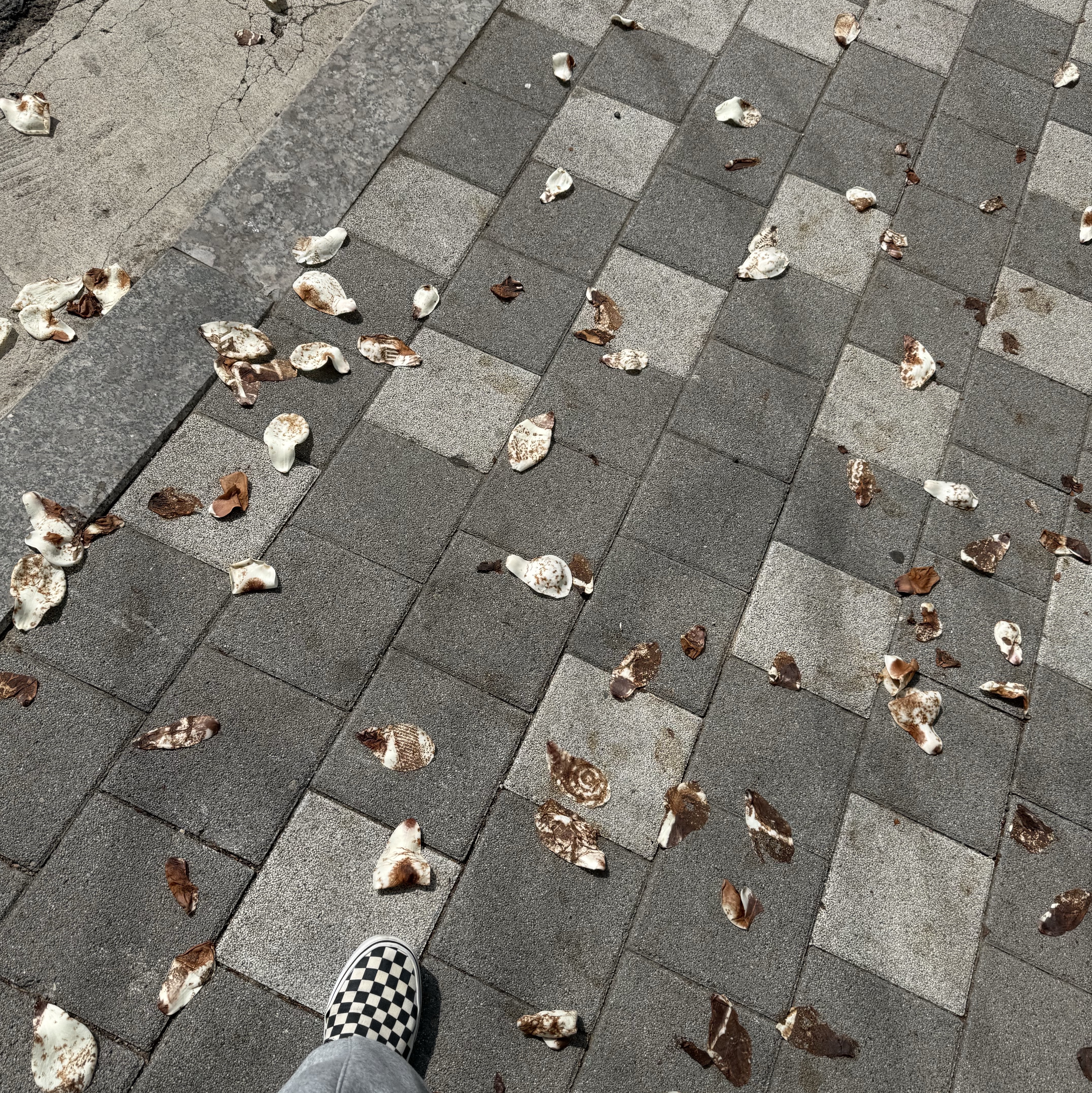 Vans Slip-On Checkerboard 착용 스타일