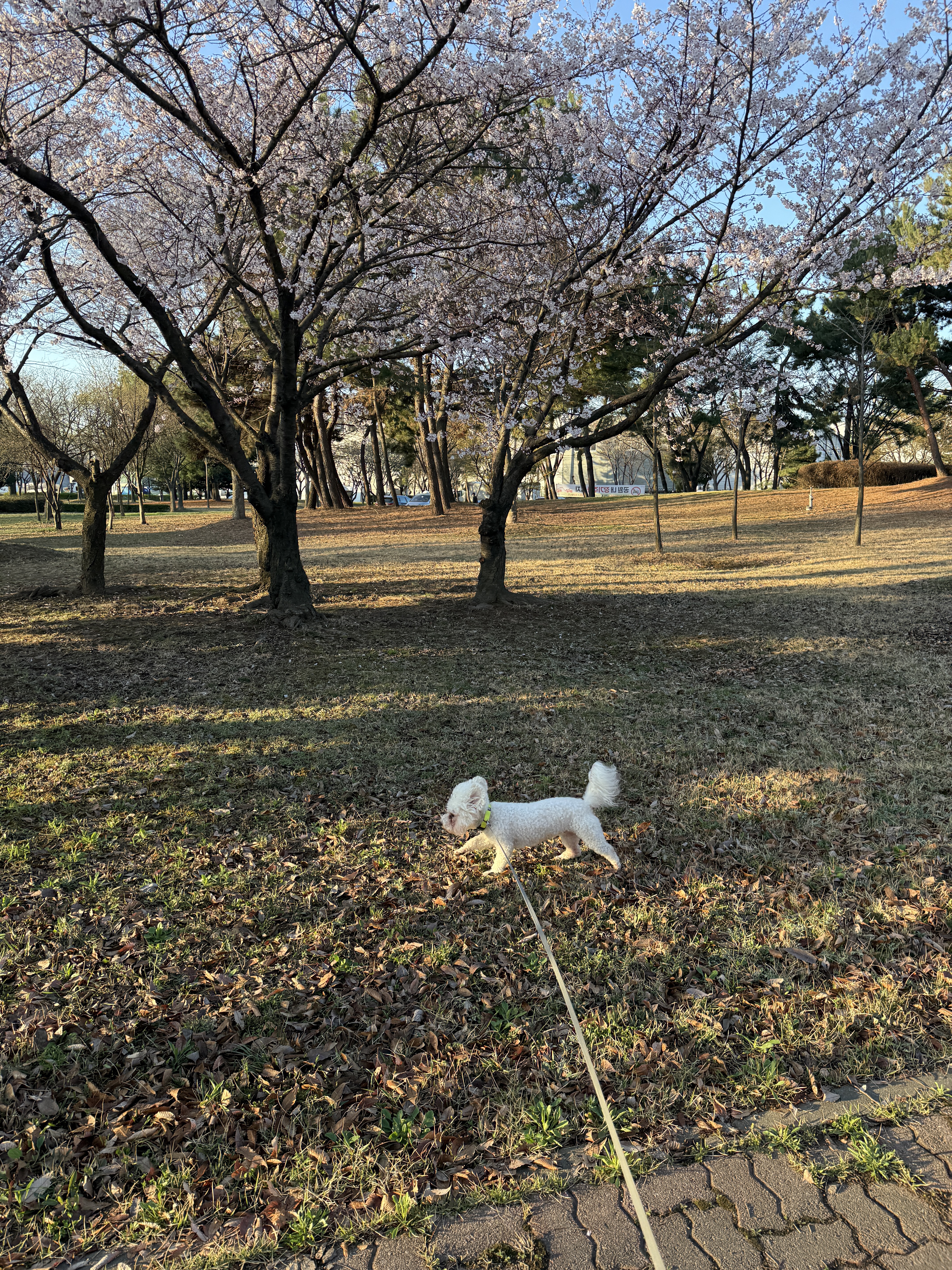 너구리님의 스타일