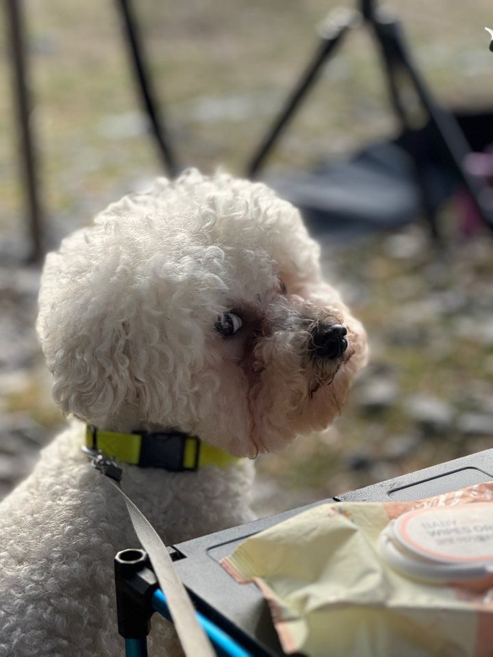 너구리님의 스타일