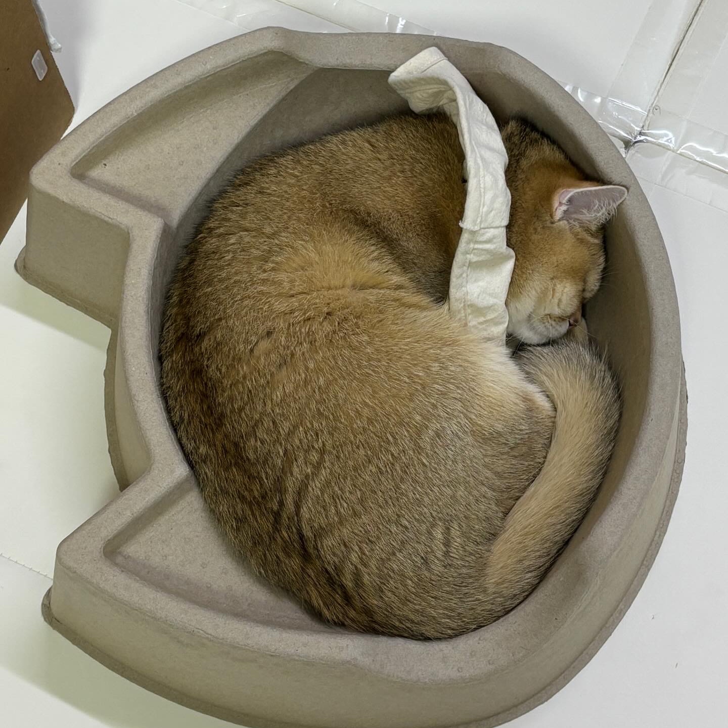 Gottagohome Cape neck collar for cats 착용 스타일 - 2