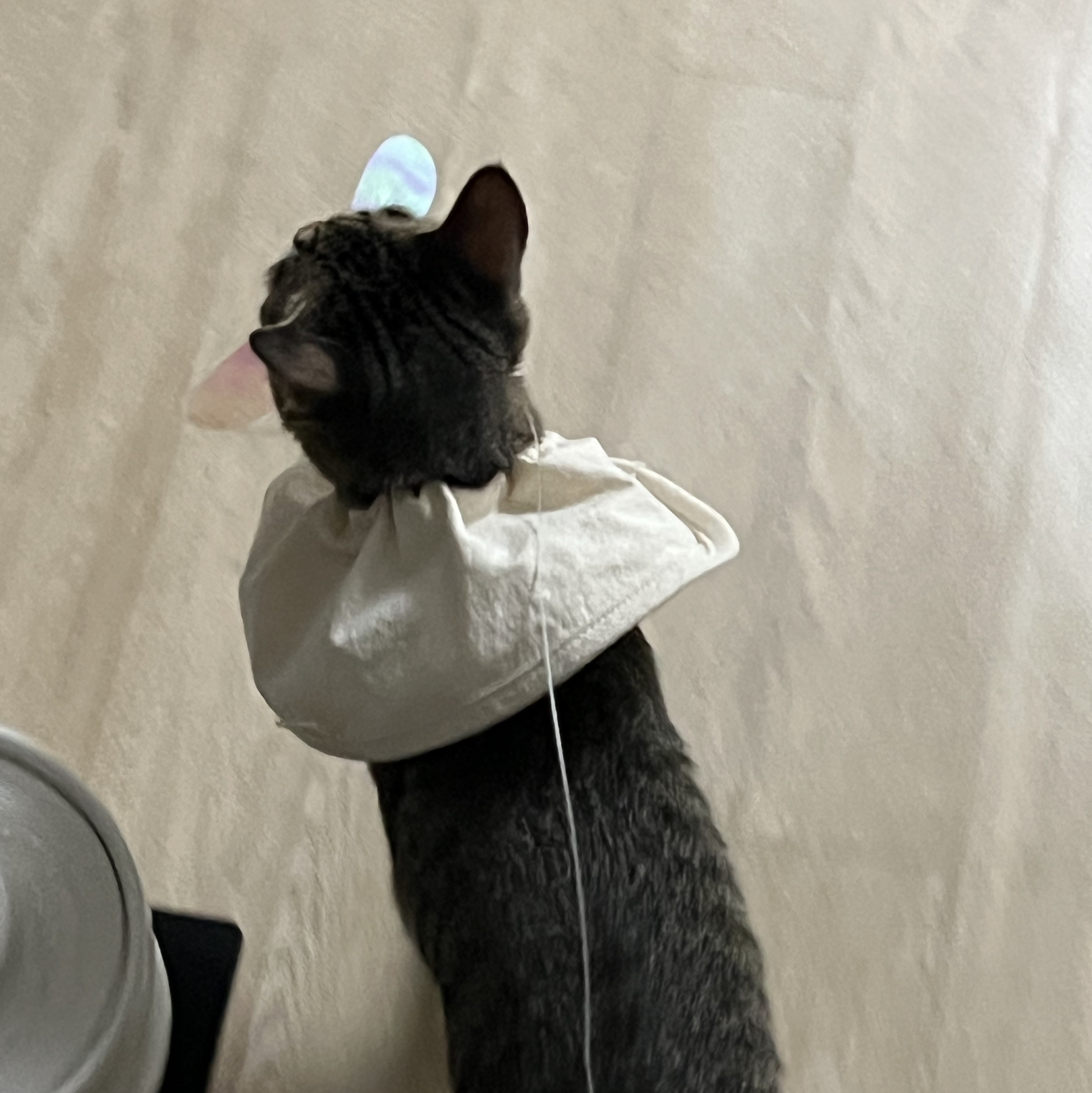 Gottagohome Cape neck collar for cats 착용 스타일 - 3