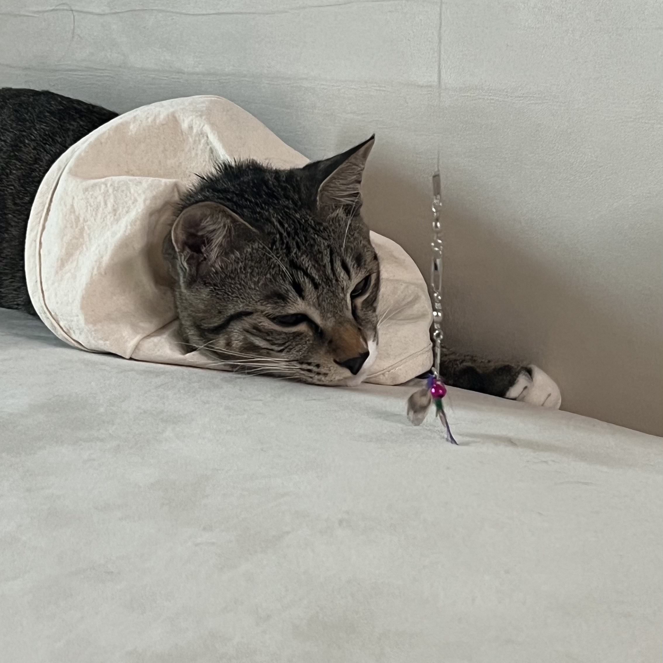 Gottagohome Cape neck collar for cats 착용 스타일 - 2