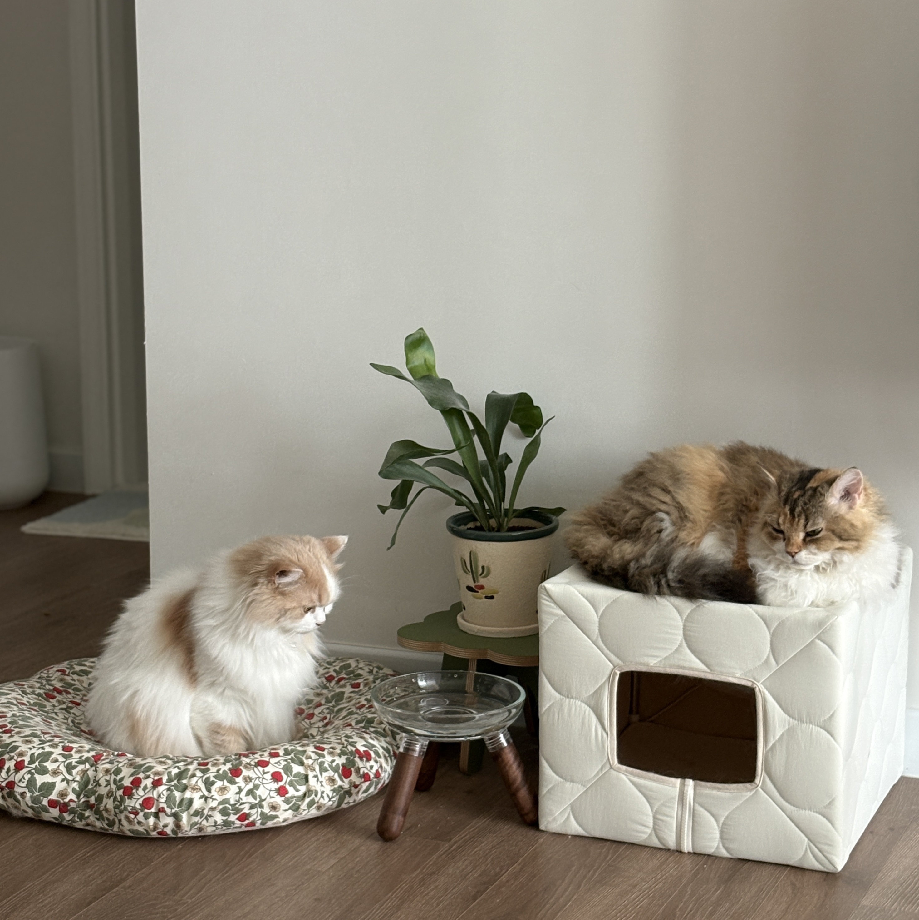 Gottagohome Padded house, Gottagohome Canvas scratcher 착용 스타일 - 1