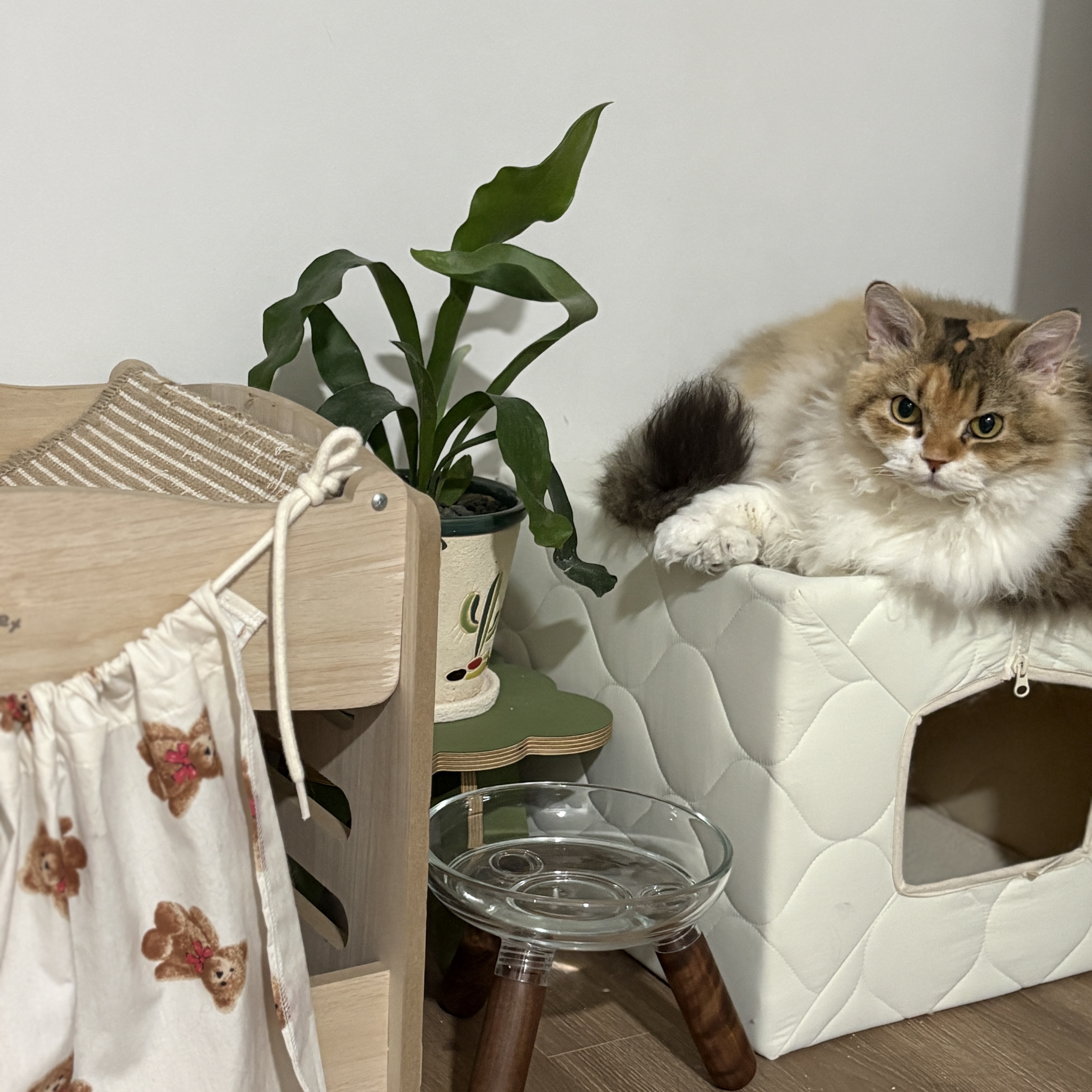 Gottagohome Padded house, Gottagohome Canvas scratcher 착용 스타일 - 3